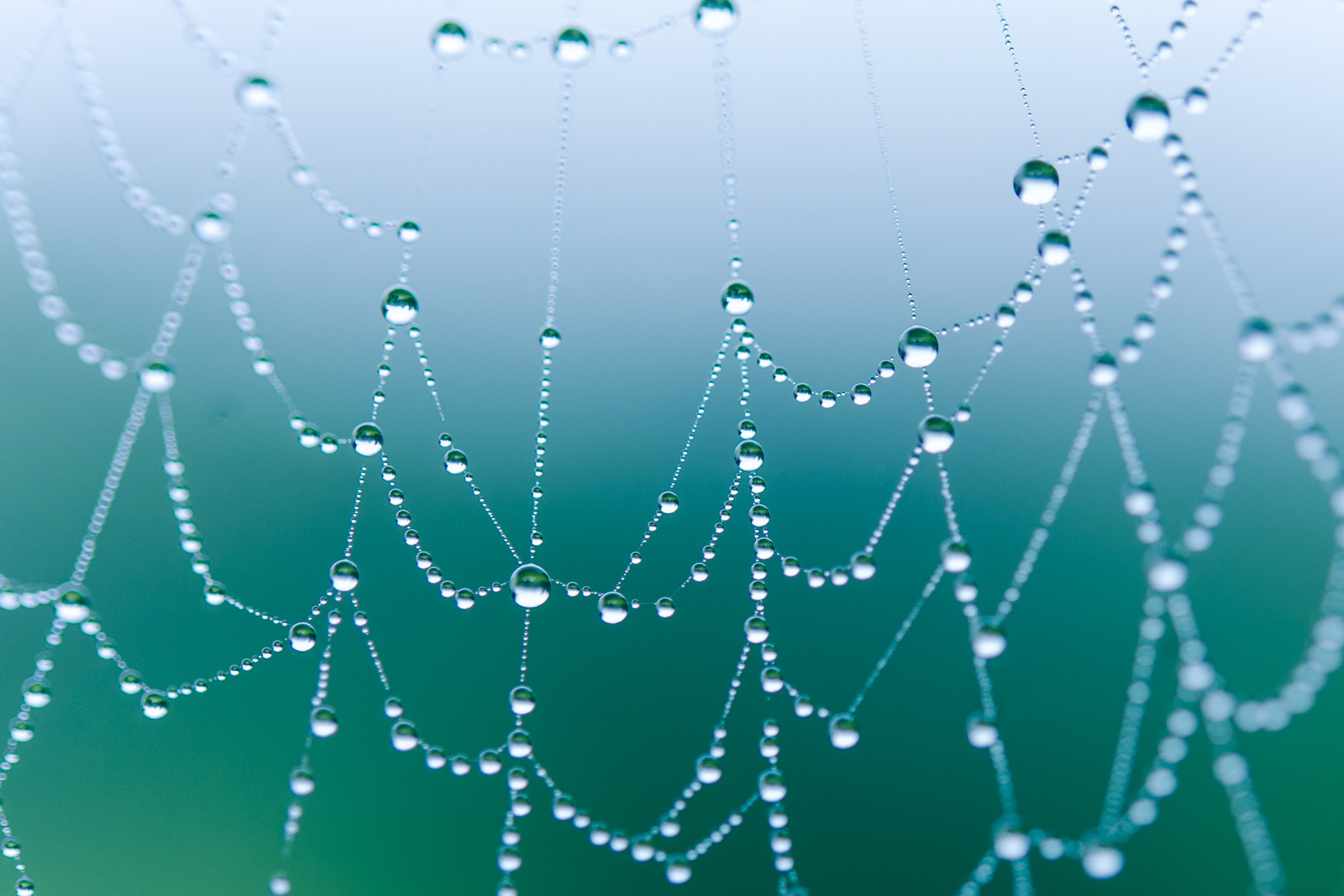 Nikon D3 sample photo. Wet web photography
