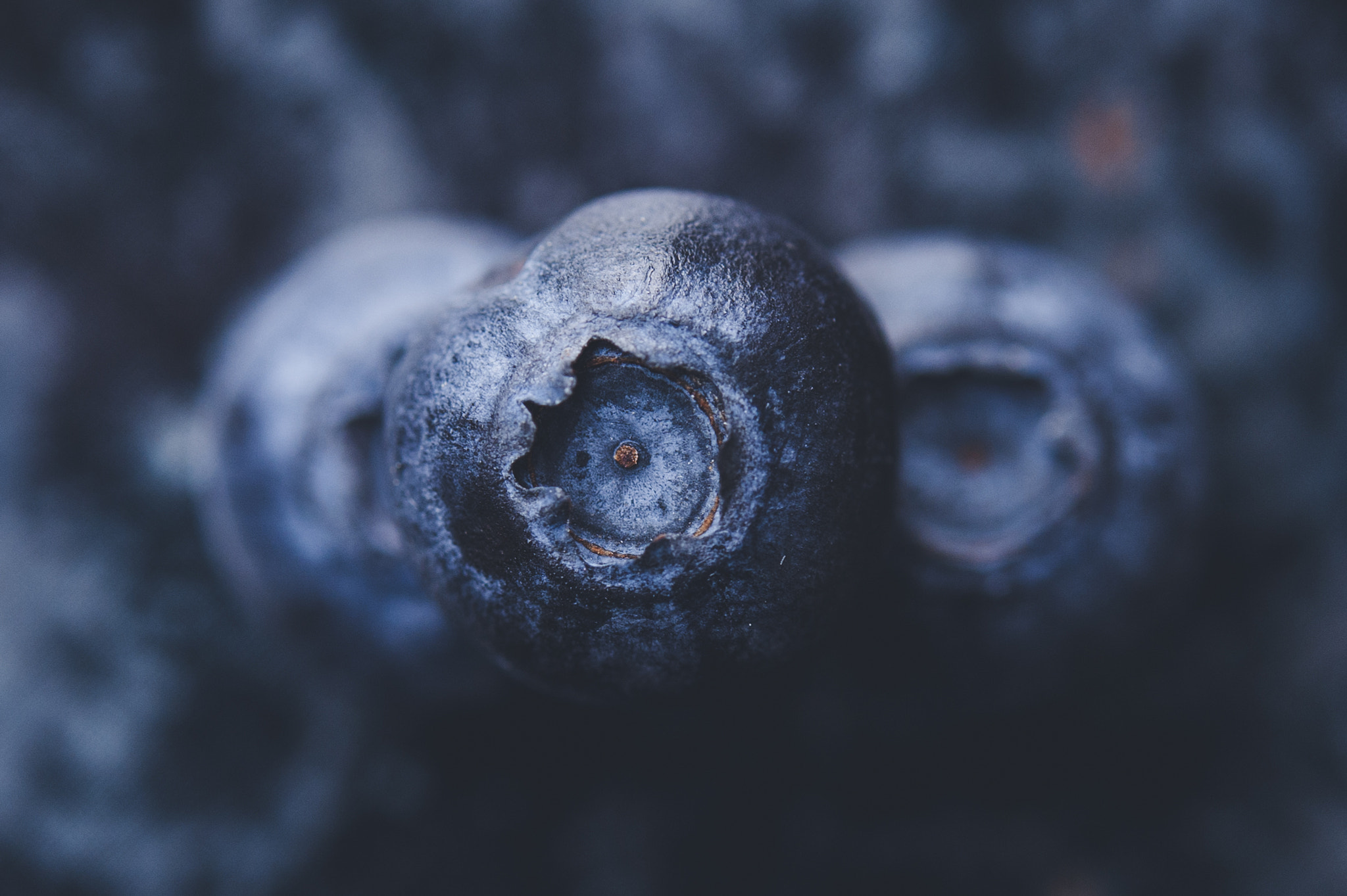 Nikon D3 sample photo. Blueberry on top photography
