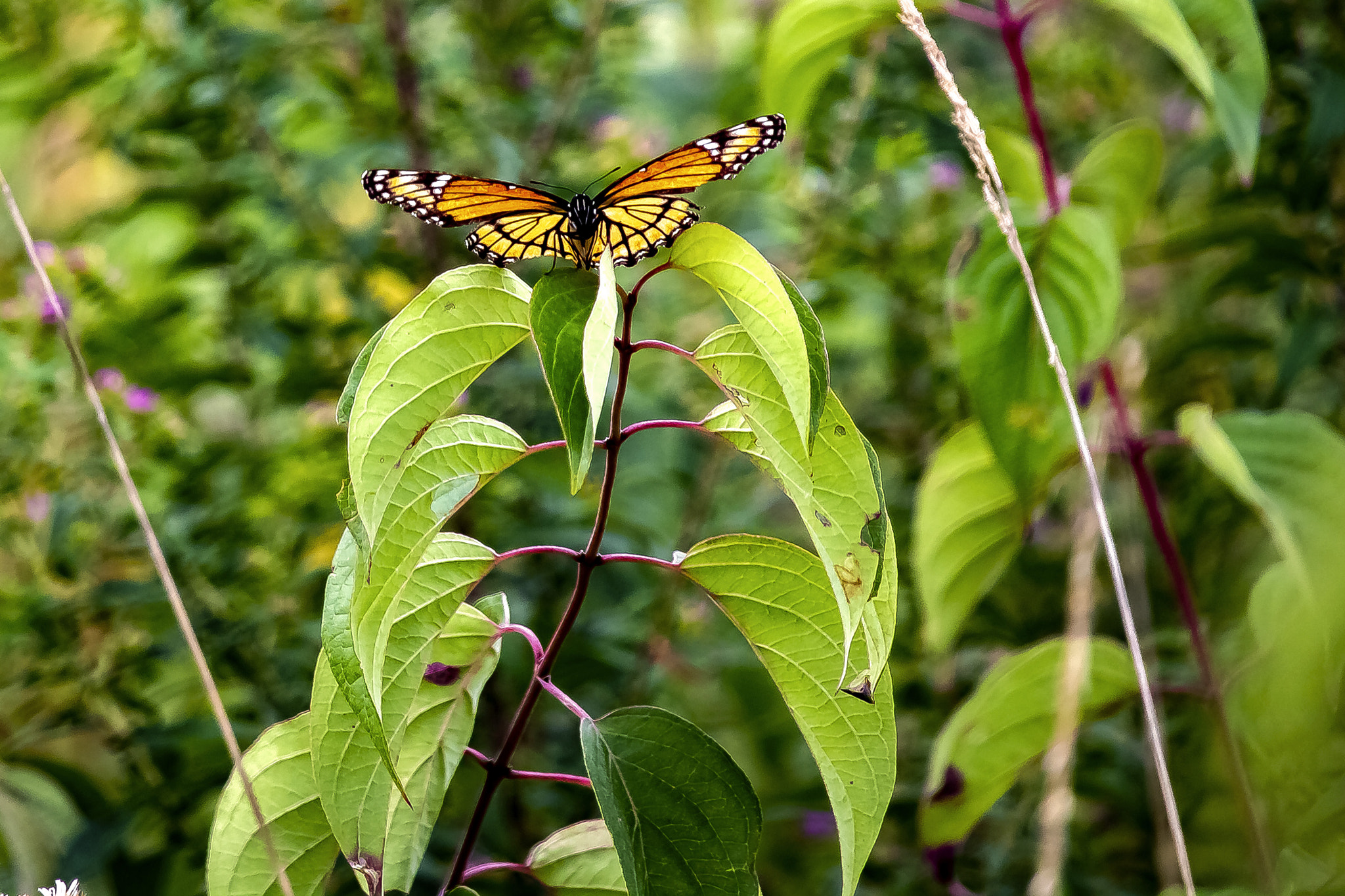 Canon EOS 760D (EOS Rebel T6s / EOS 8000D) sample photo. A september day at the crabtree nature center photography