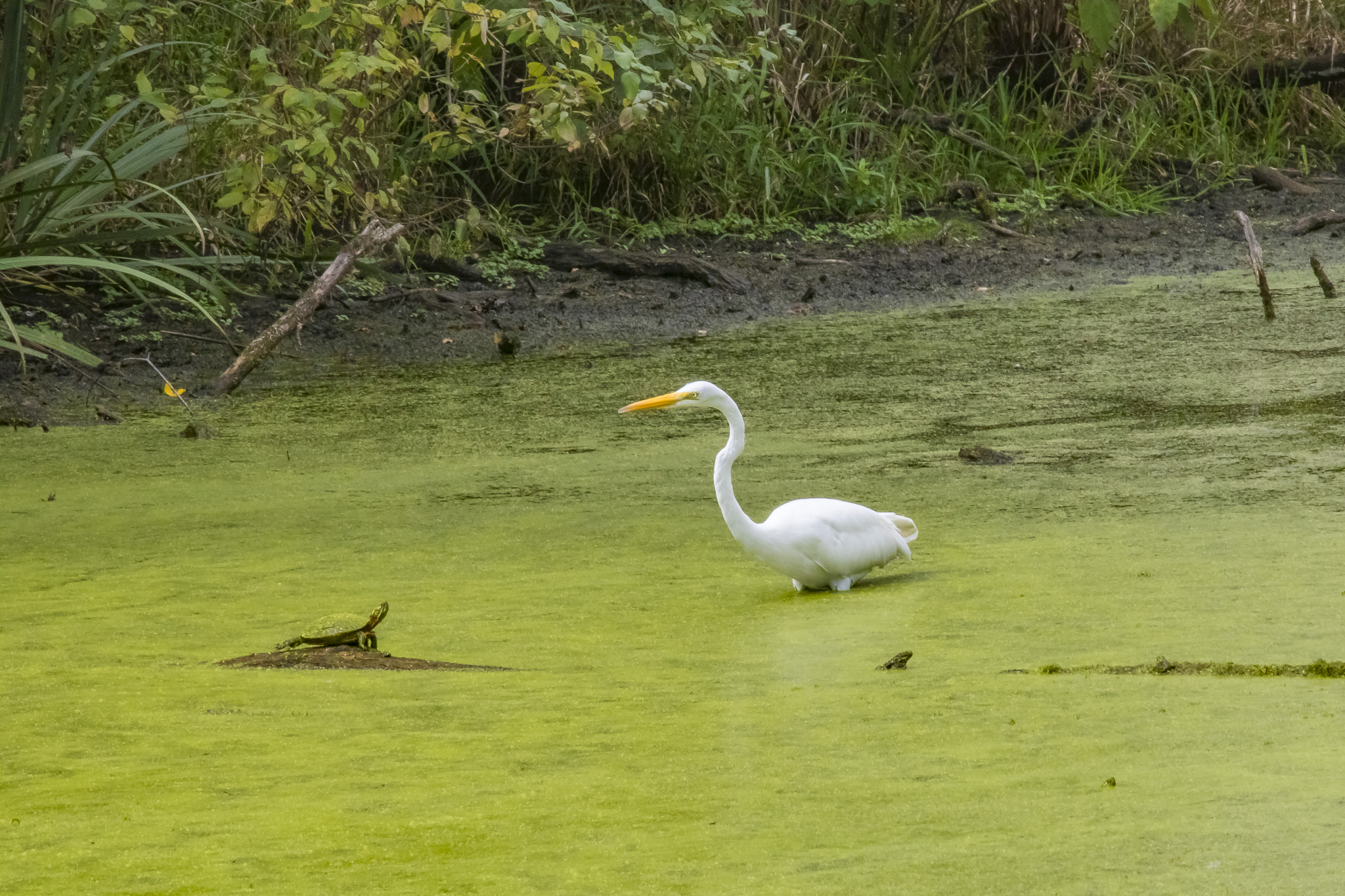 Canon EOS 760D (EOS Rebel T6s / EOS 8000D) sample photo. A september day at the crabtree nature center photography