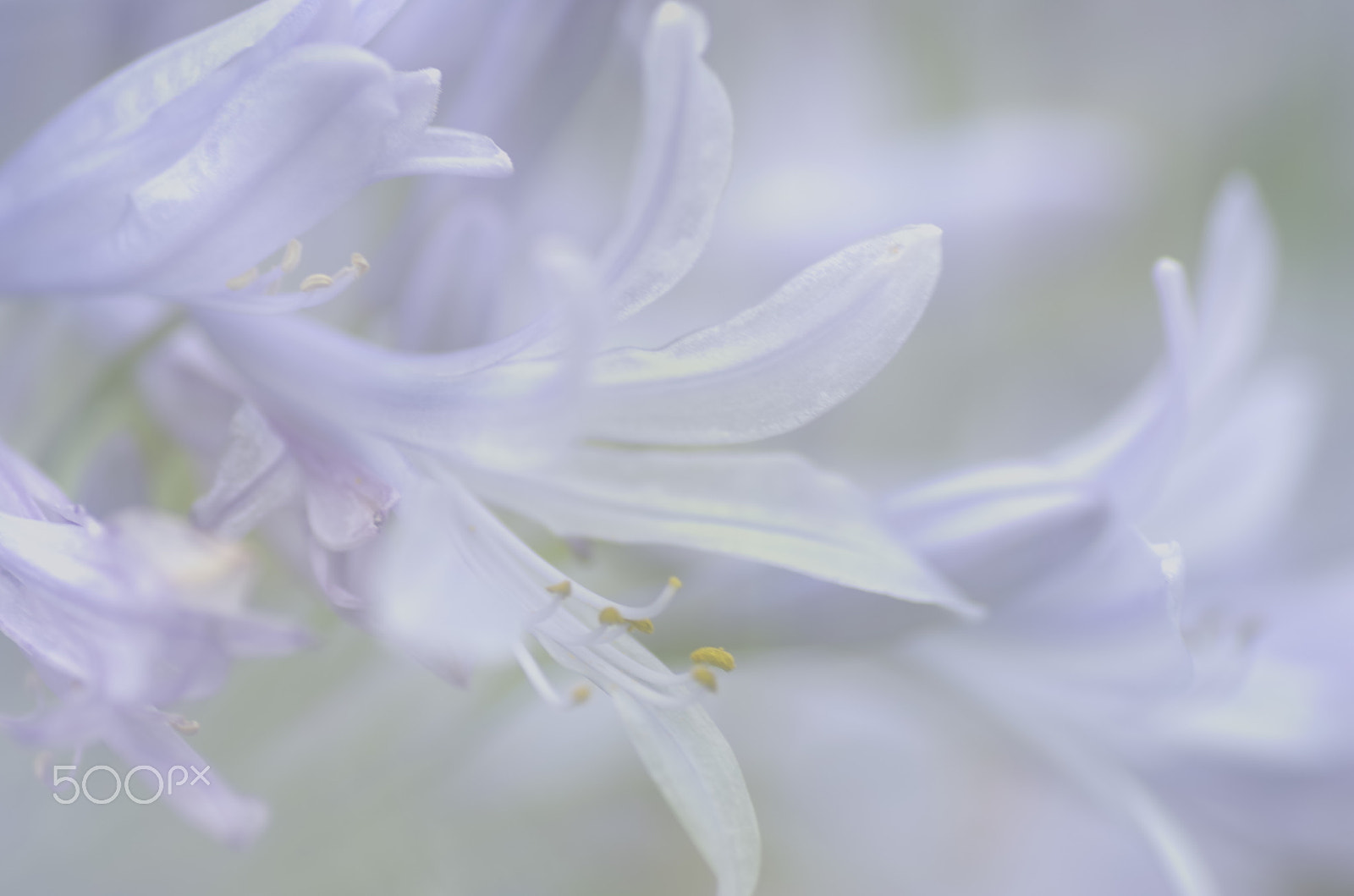 Pentax K-30 sample photo. Faint blooming flower photography