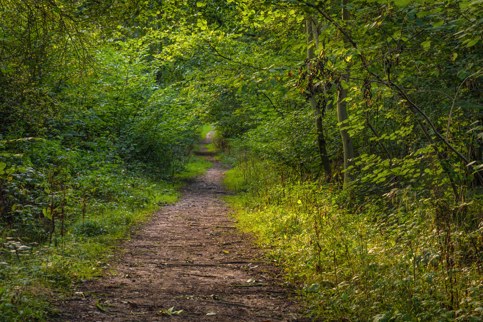 Nikon D7100 + Sigma 18-200mm F3.5-6.3 DC sample photo. Early autumn photography