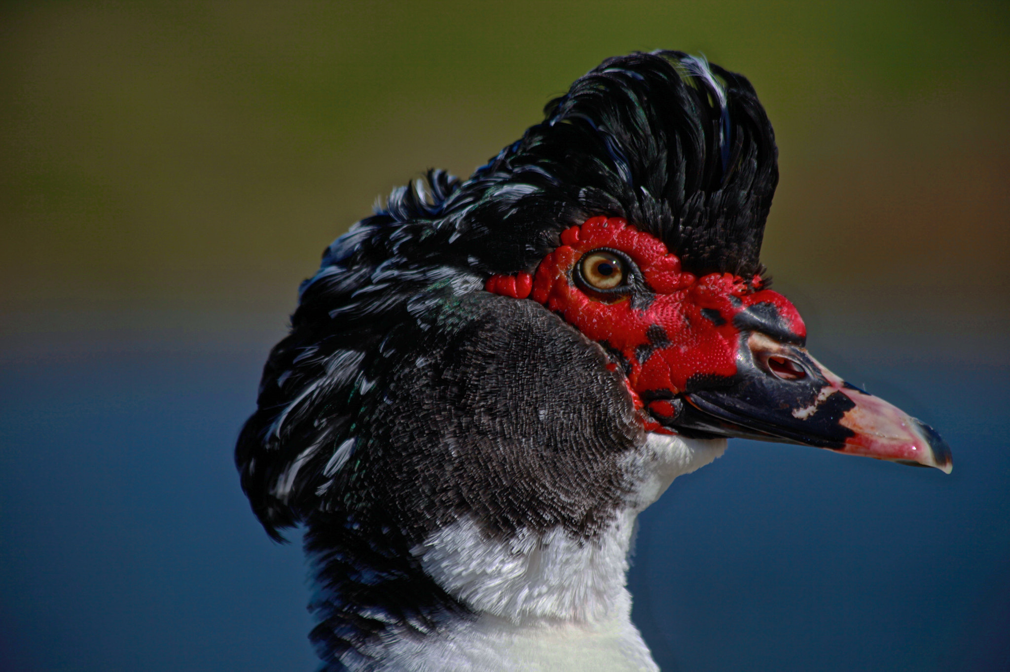 Canon EF 70-300mm F4-5.6 IS USM sample photo. Duck pond photography
