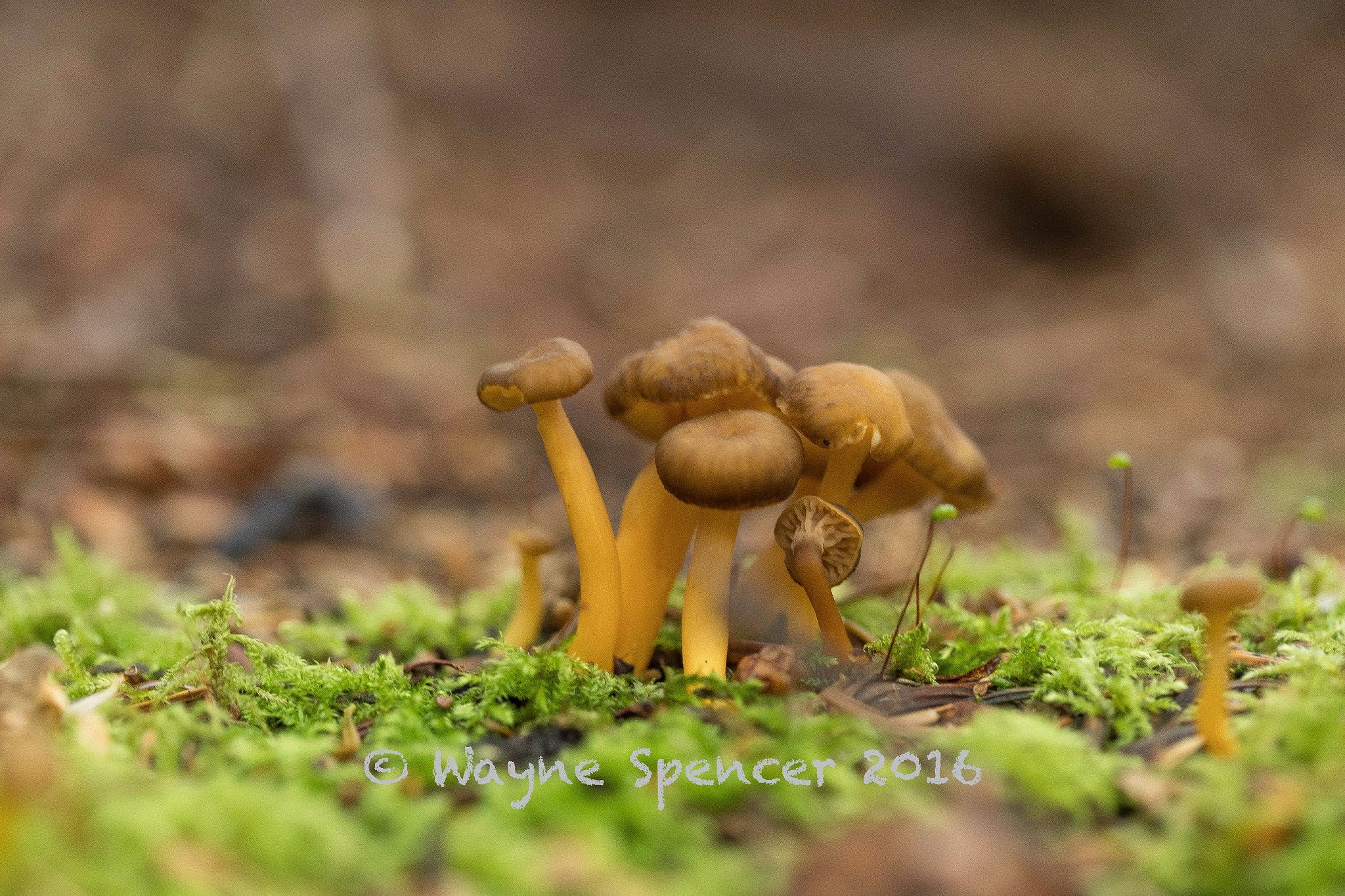 Canon EF 100mm F2.8 Macro USM sample photo. Mushroom dance photography