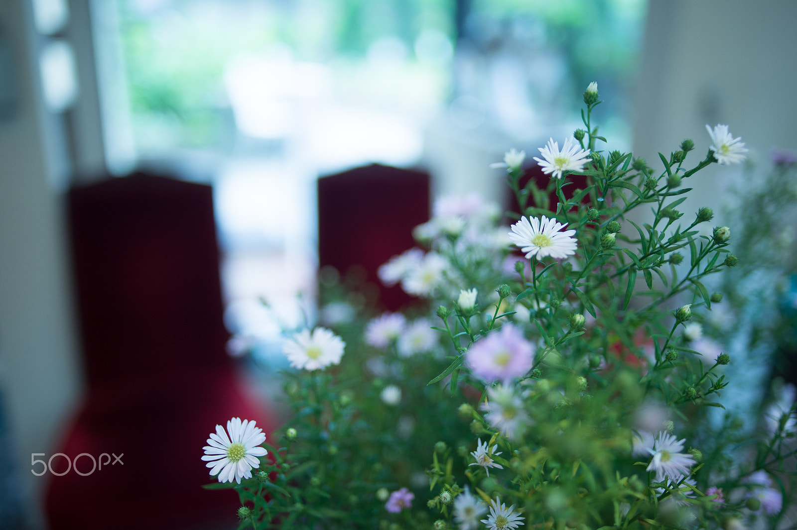 Nikon Df sample photo. Celebration day photography