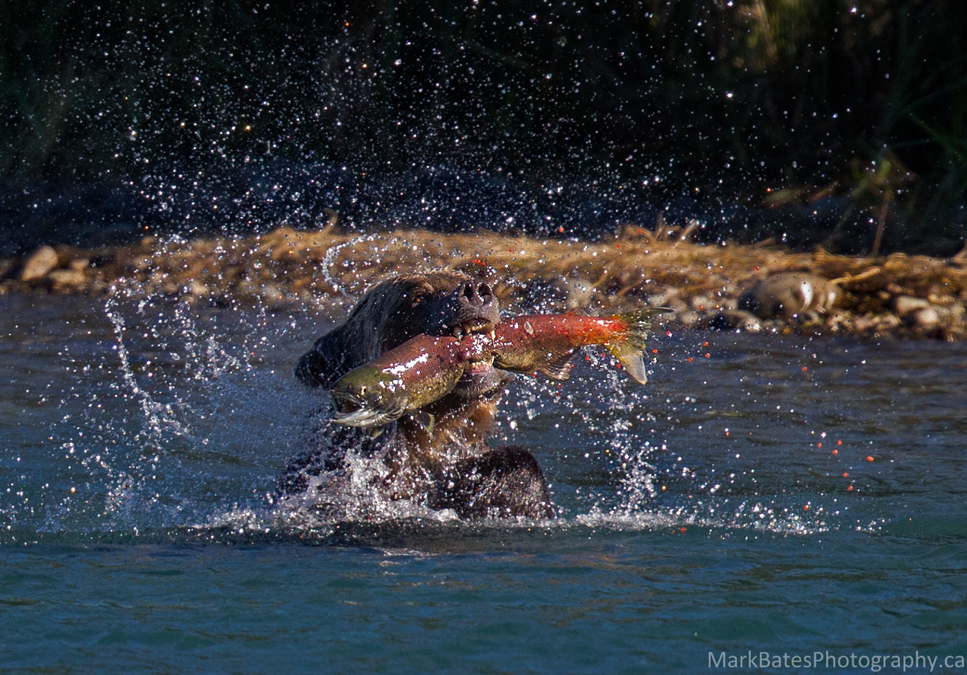 Canon EF 500mm F4L IS II USM sample photo. Fresh catch photography