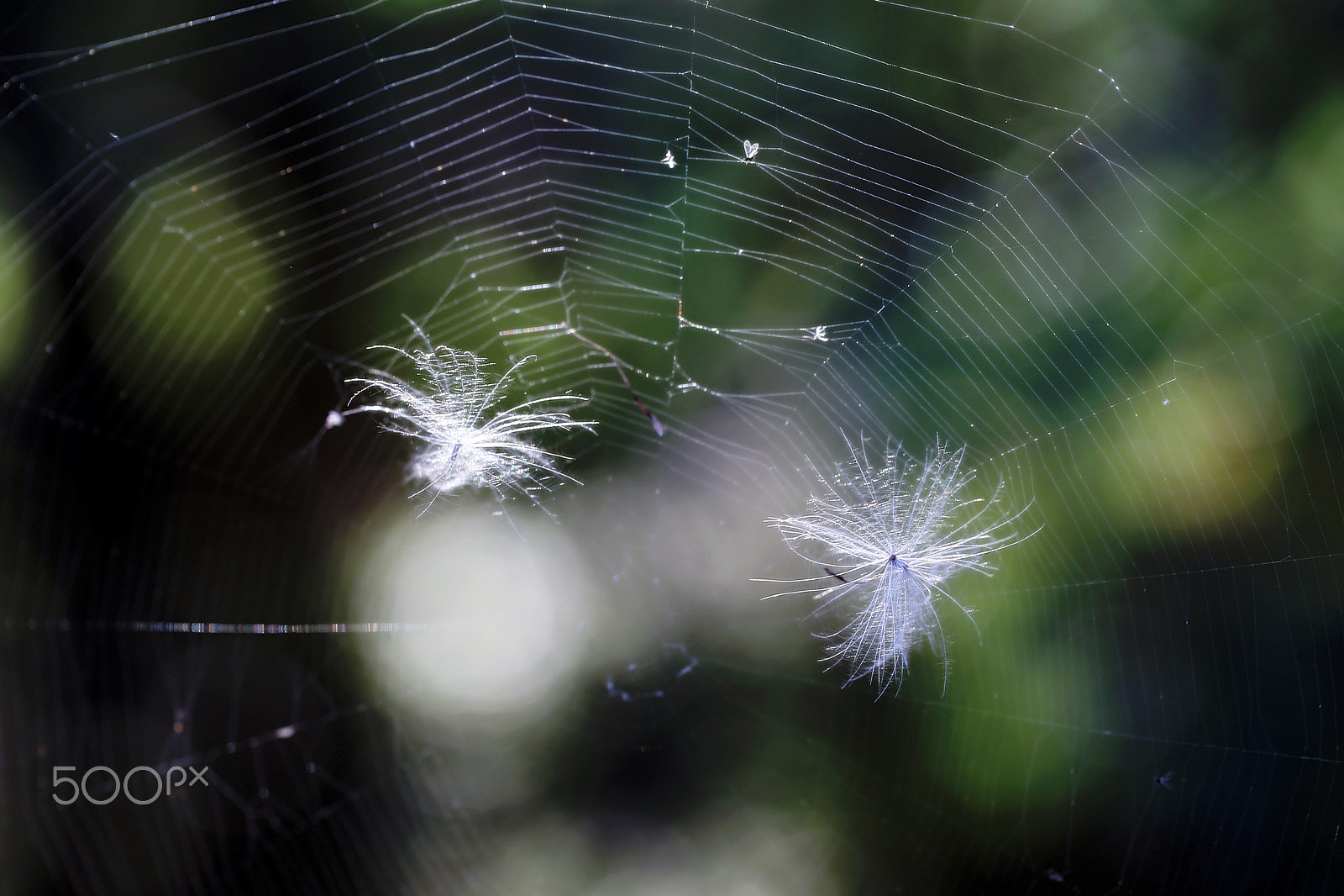 Canon EF 100mm F2.8L Macro IS USM sample photo. Fluffy seeds photography