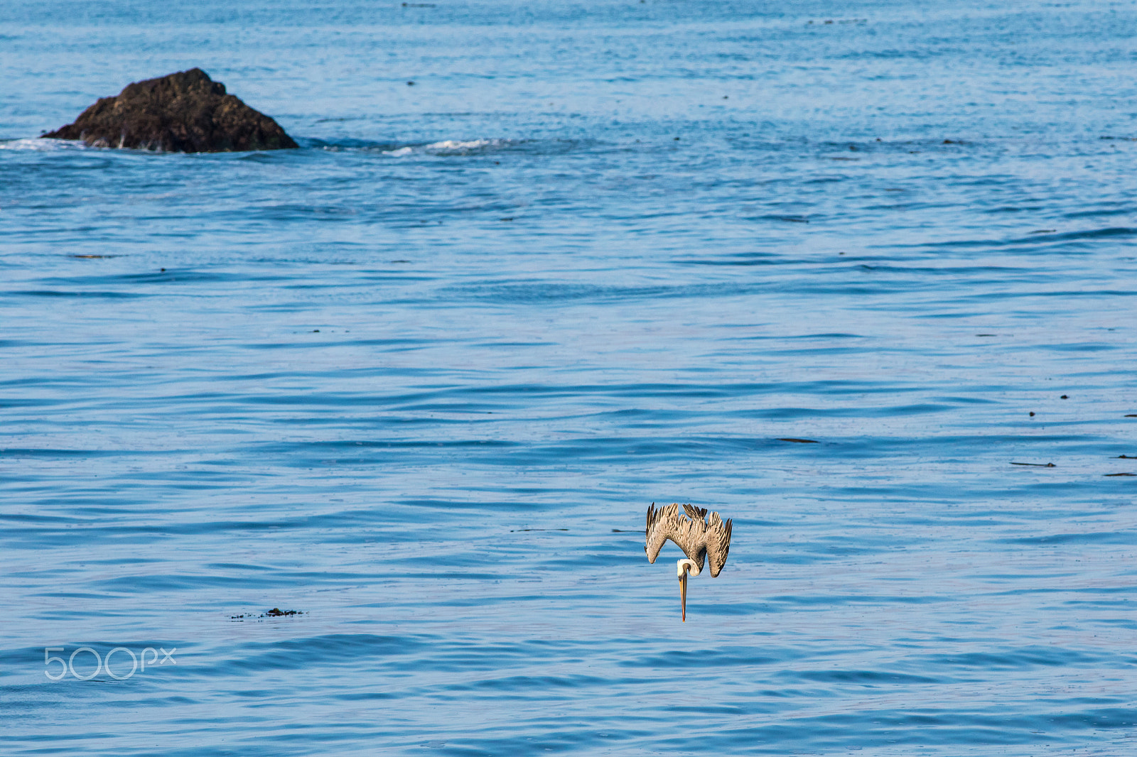 Canon EF 400mm F5.6L USM sample photo. Impactful dive photography