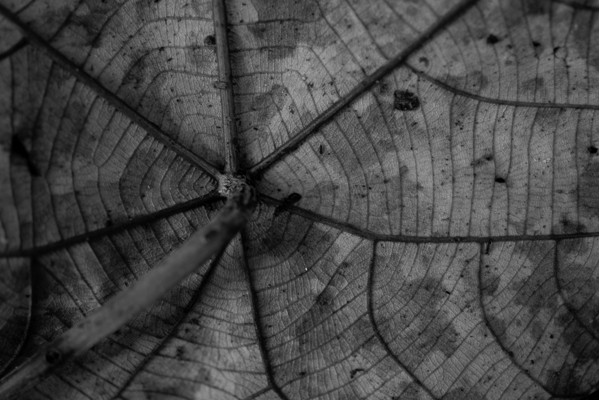 Nikon D610 + AF Micro-Nikkor 55mm f/2.8 sample photo. Malaysia - leaf photography