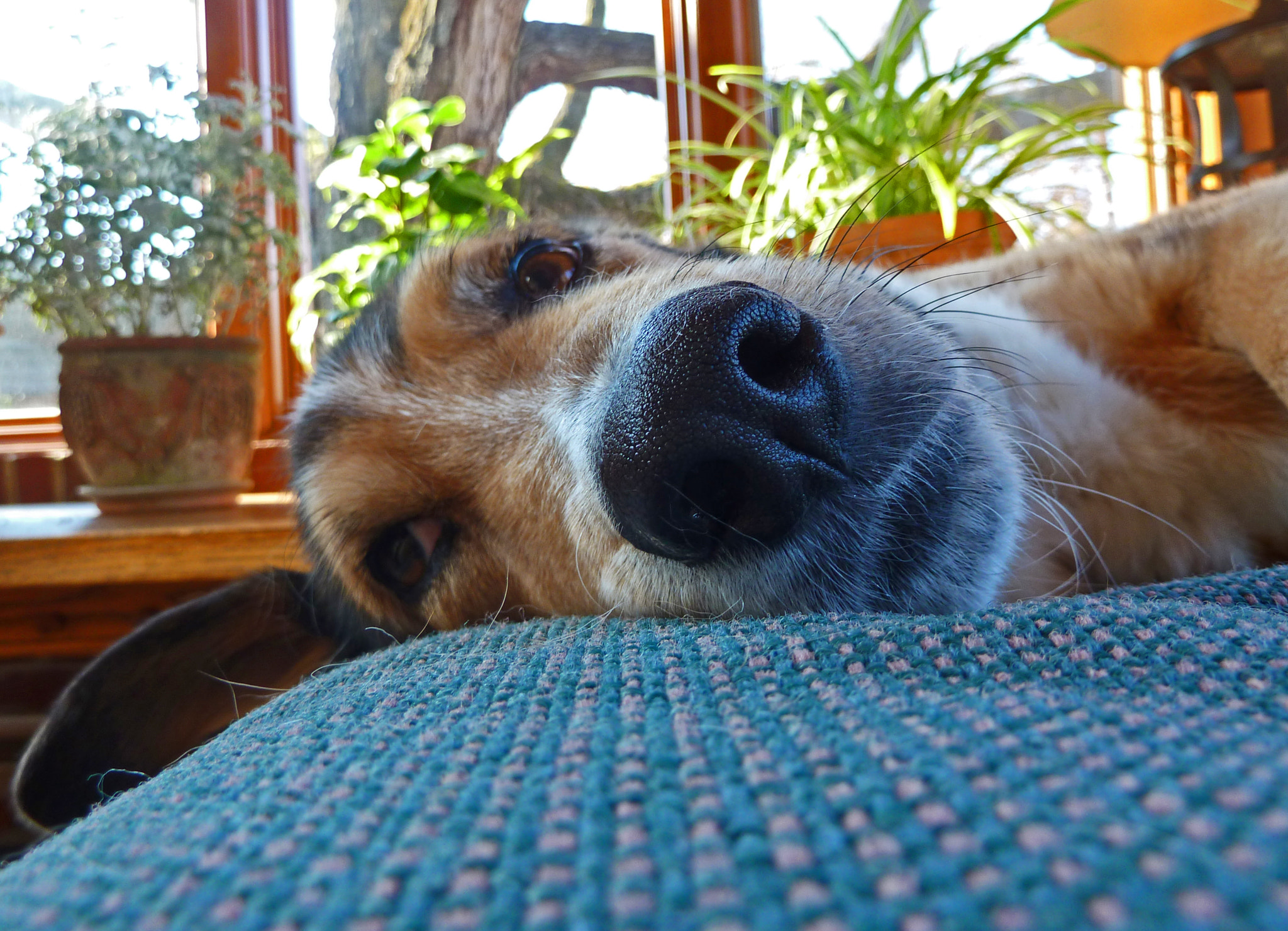 Panasonic Lumix DMC-ZS7 (Lumix DMC-TZ10) sample photo. The nose knows photography