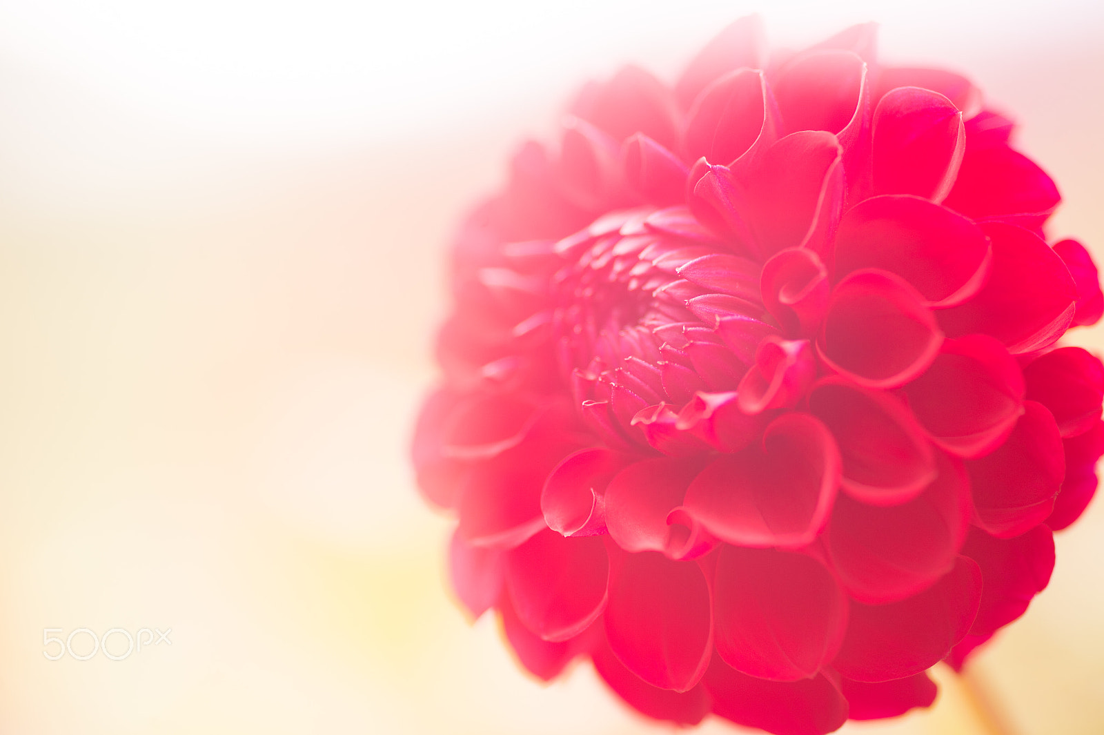 Nikon Df sample photo. Dahlia photography