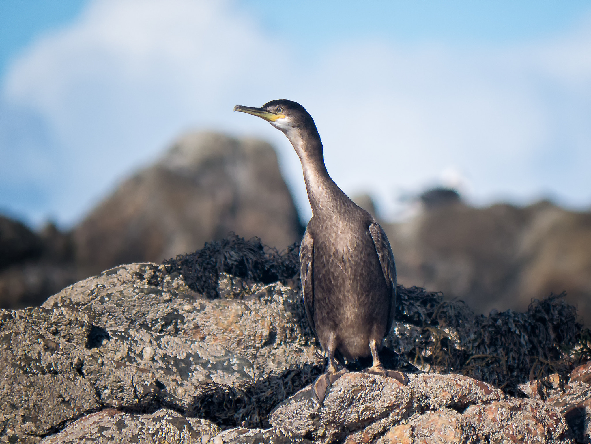 Panasonic Lumix DMC-G7 sample photo. Cormorant photography