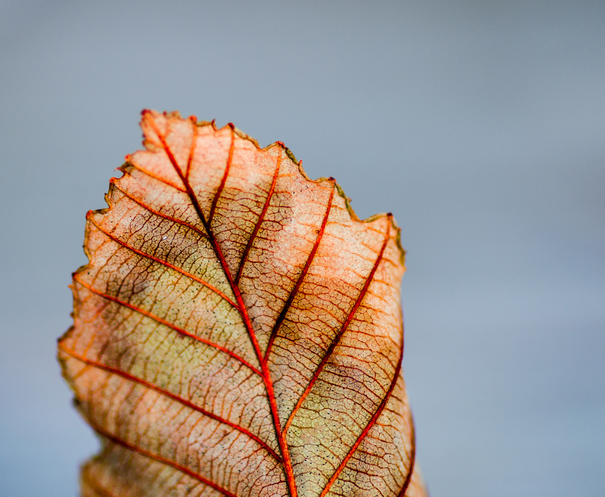 Nikon D7000 + Tokina AT-X Pro 100mm F2.8 Macro sample photo. Fall leaf photography