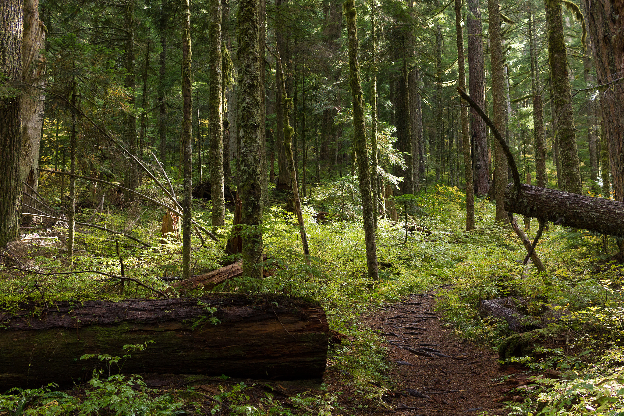 Canon EF-S 24mm F2.8 STM sample photo. Rainforest floor photography