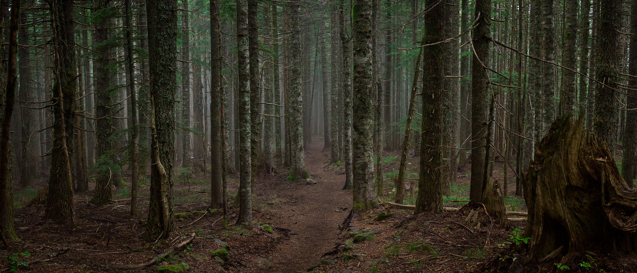 Canon EF-S 24mm F2.8 STM sample photo. Haunted forest photography