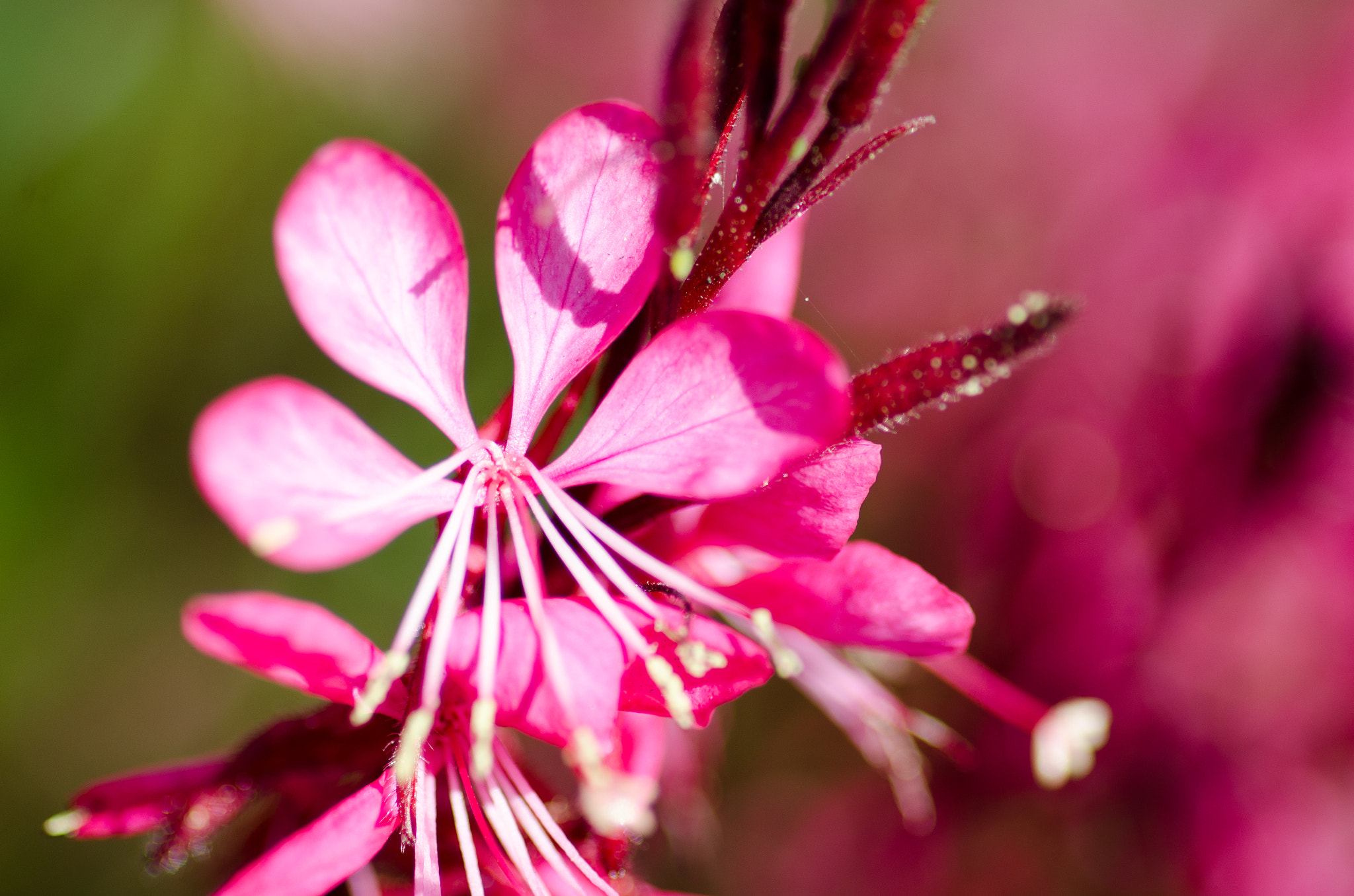 Nikon D7000 + Tokina AT-X Pro 100mm F2.8 Macro sample photo. Seattle flowers photography