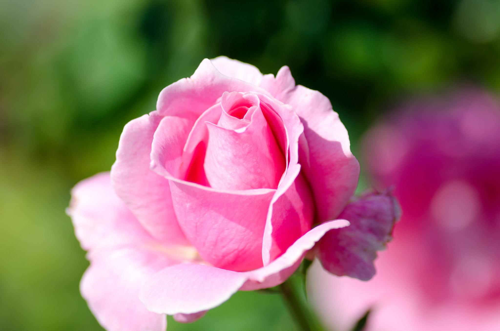 Tokina AT-X Pro 100mm F2.8 Macro sample photo. Seattle flowers photography