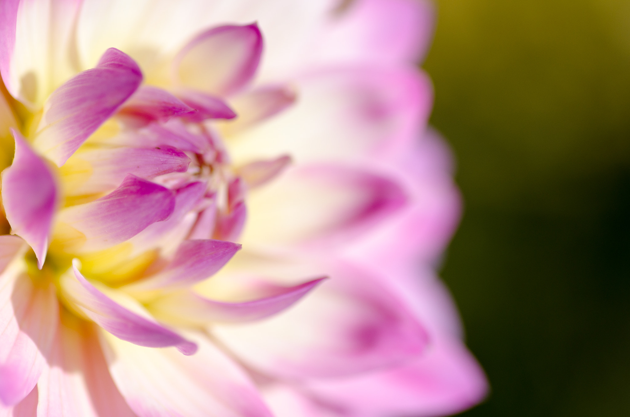Tokina AT-X Pro 100mm F2.8 Macro sample photo. Seattle flowers photography