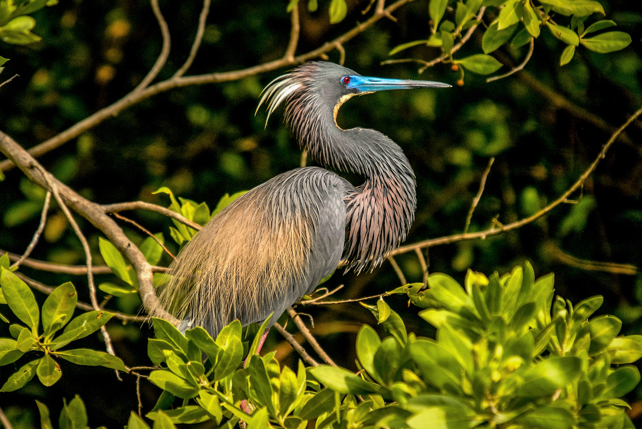 Sigma 50-500mm F4-6.3 EX APO RF HSM sample photo