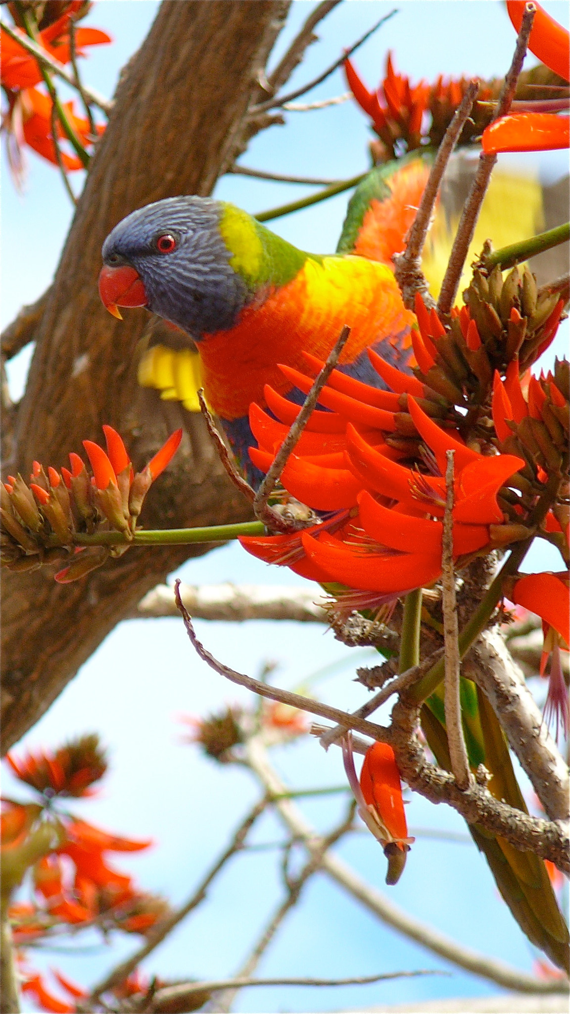 Panasonic DMC-TZ1 sample photo. Rainbow lorikeet feeding from nectar photography