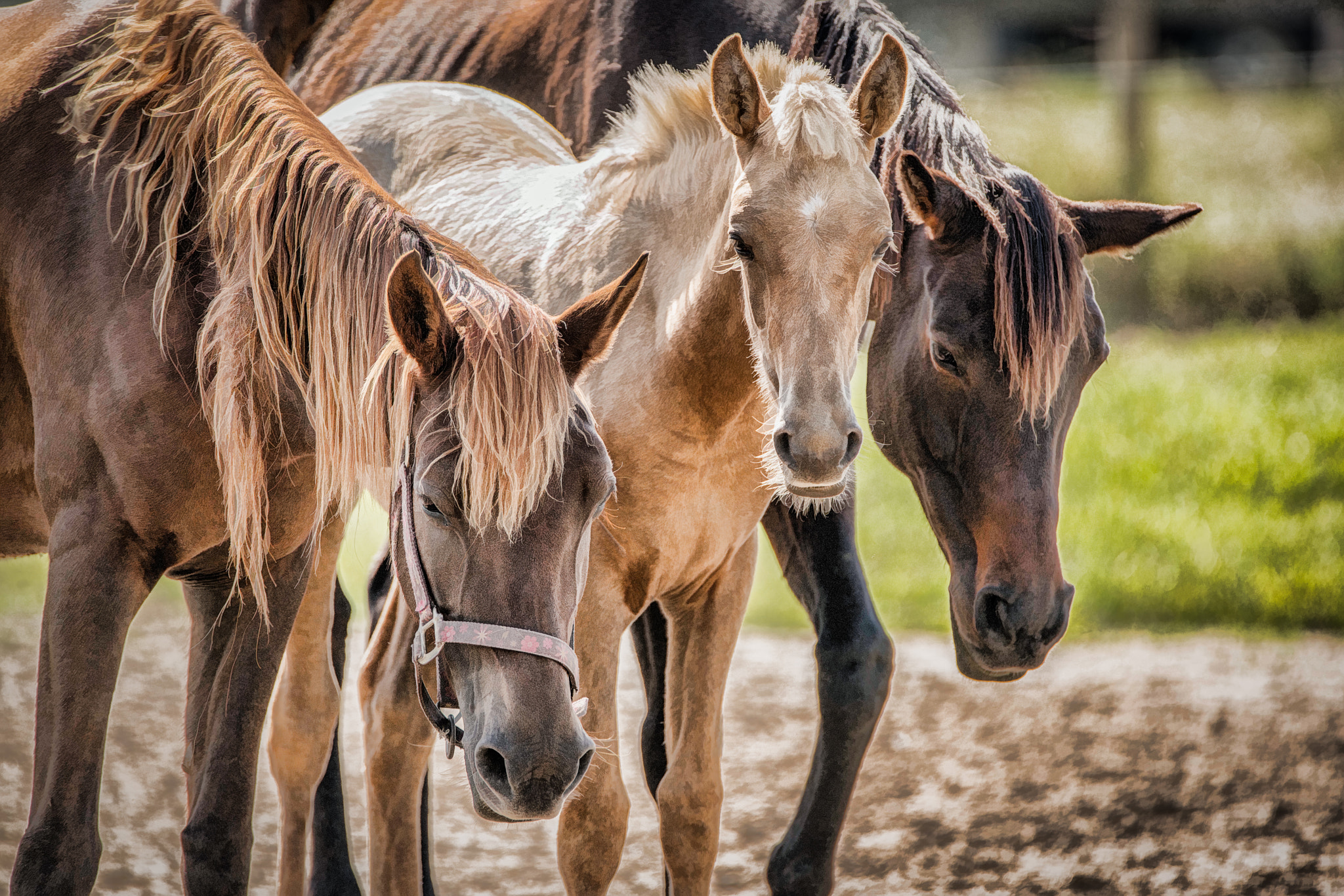 Sony a7R II + Tamron SP 150-600mm F5-6.3 Di VC USD sample photo. Three of a kind photography