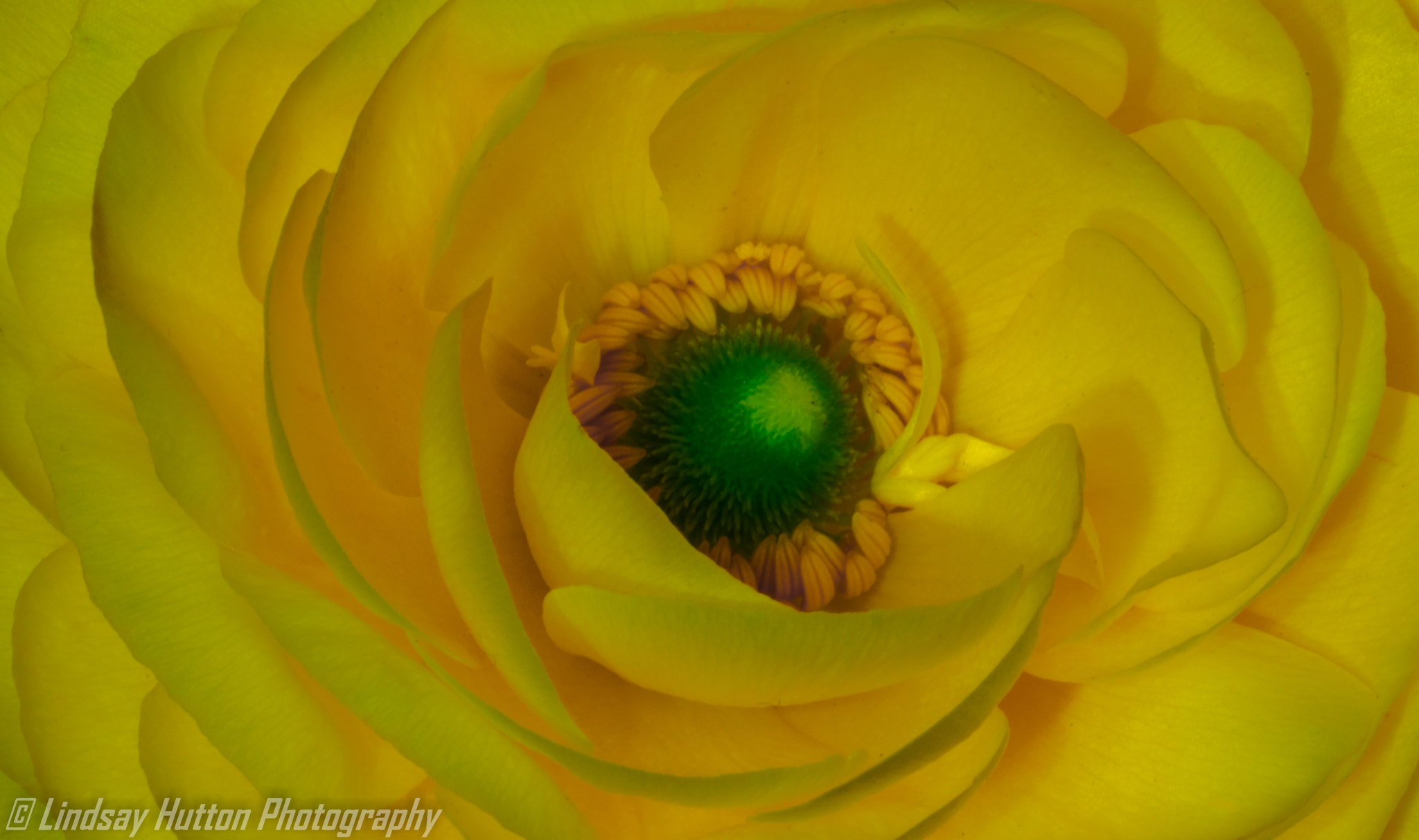 Canon EF 100mm F2.8L Macro IS USM sample photo. Yellow photography