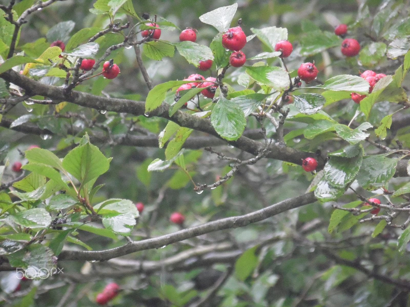 Samsung WB110/  WB111 sample photo. Thorn tree in the rain photography