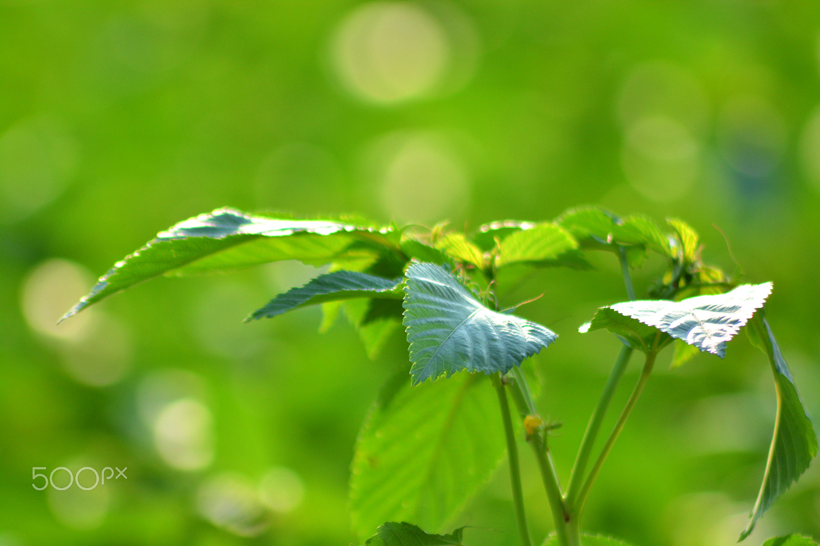 Nikon AF Nikkor 70-300mm F4-5.6G sample photo. Plant photography