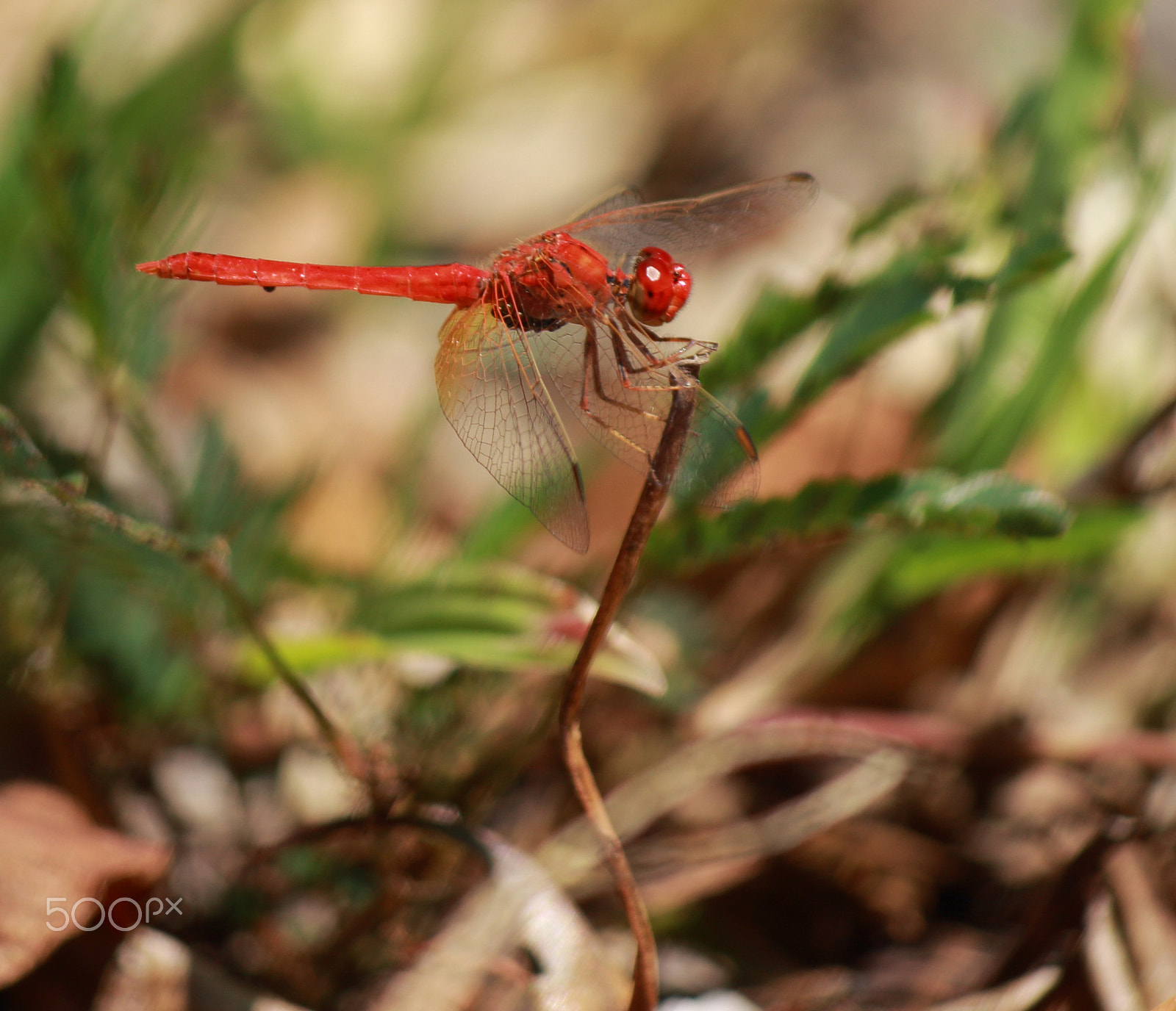 Canon EF-S 55-250mm F4-5.6 IS sample photo. Red dragonfly photography