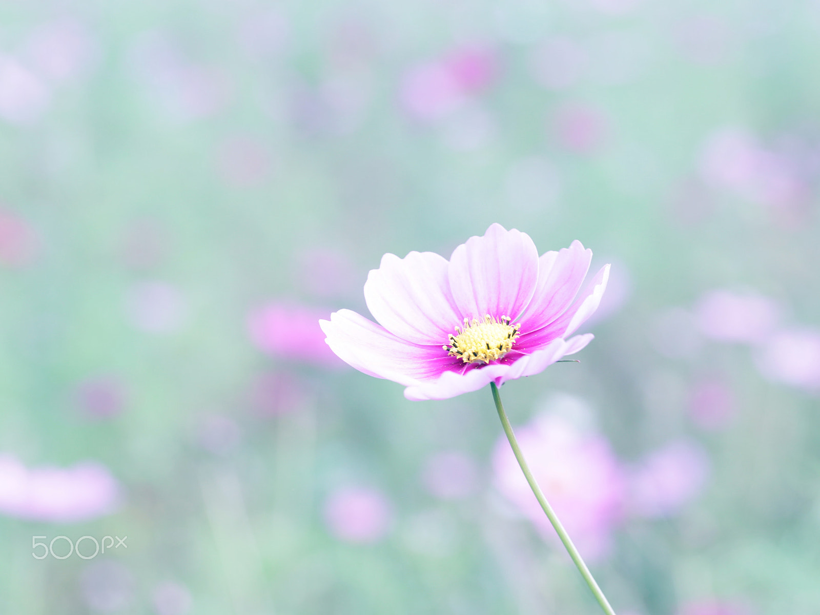 Canon EOS 6D + Canon EF 100mm F2.8L Macro IS USM sample photo. Cosmos photography
