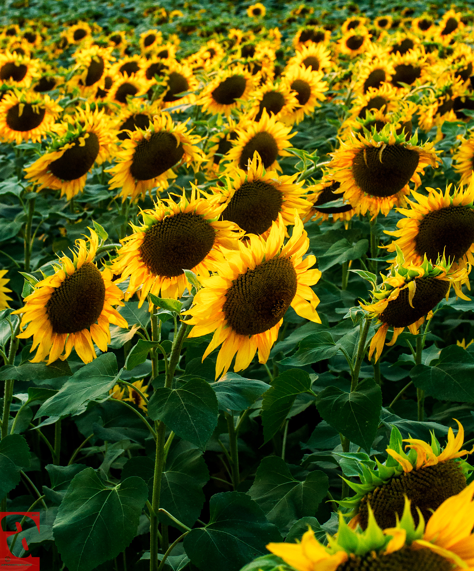 Nikon D200 sample photo. Sunflower photography
