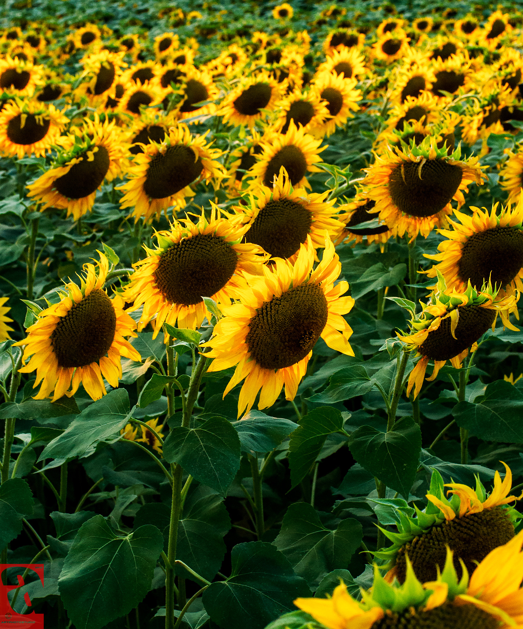Nikon D200 + Nikon AF Nikkor 50mm F1.4D sample photo. Sunflower photography