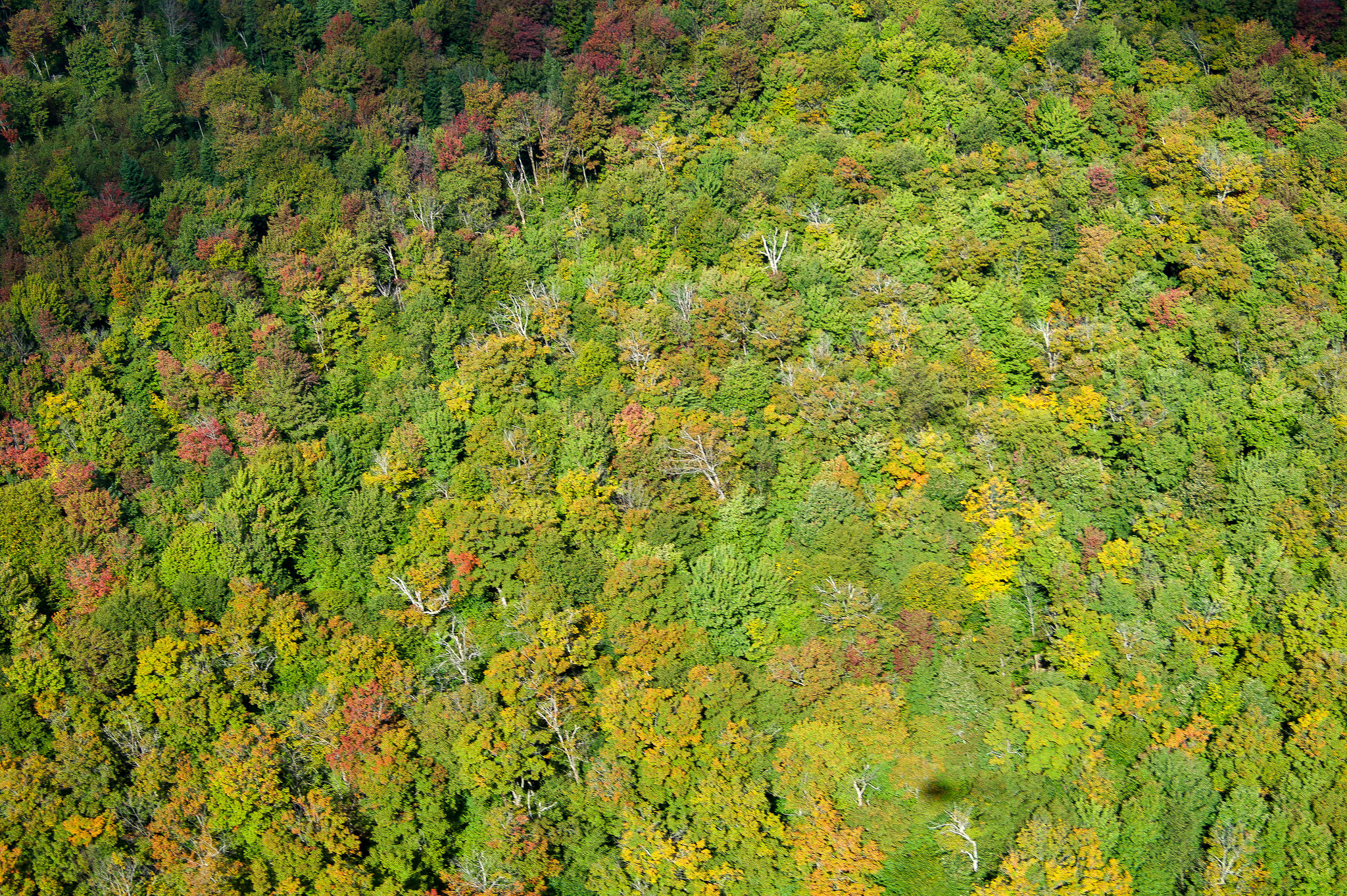 Sony DT 18-55mm F3.5-5.6 SAM II sample photo. Woodland photography