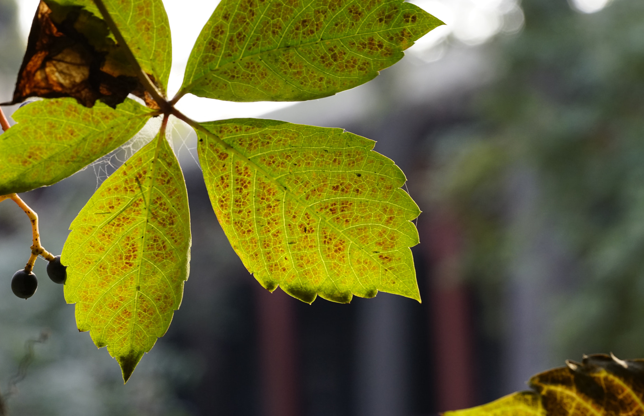 Sony PZ 300-1mm F0.0 OSS LE II sample photo. 葉子 photography