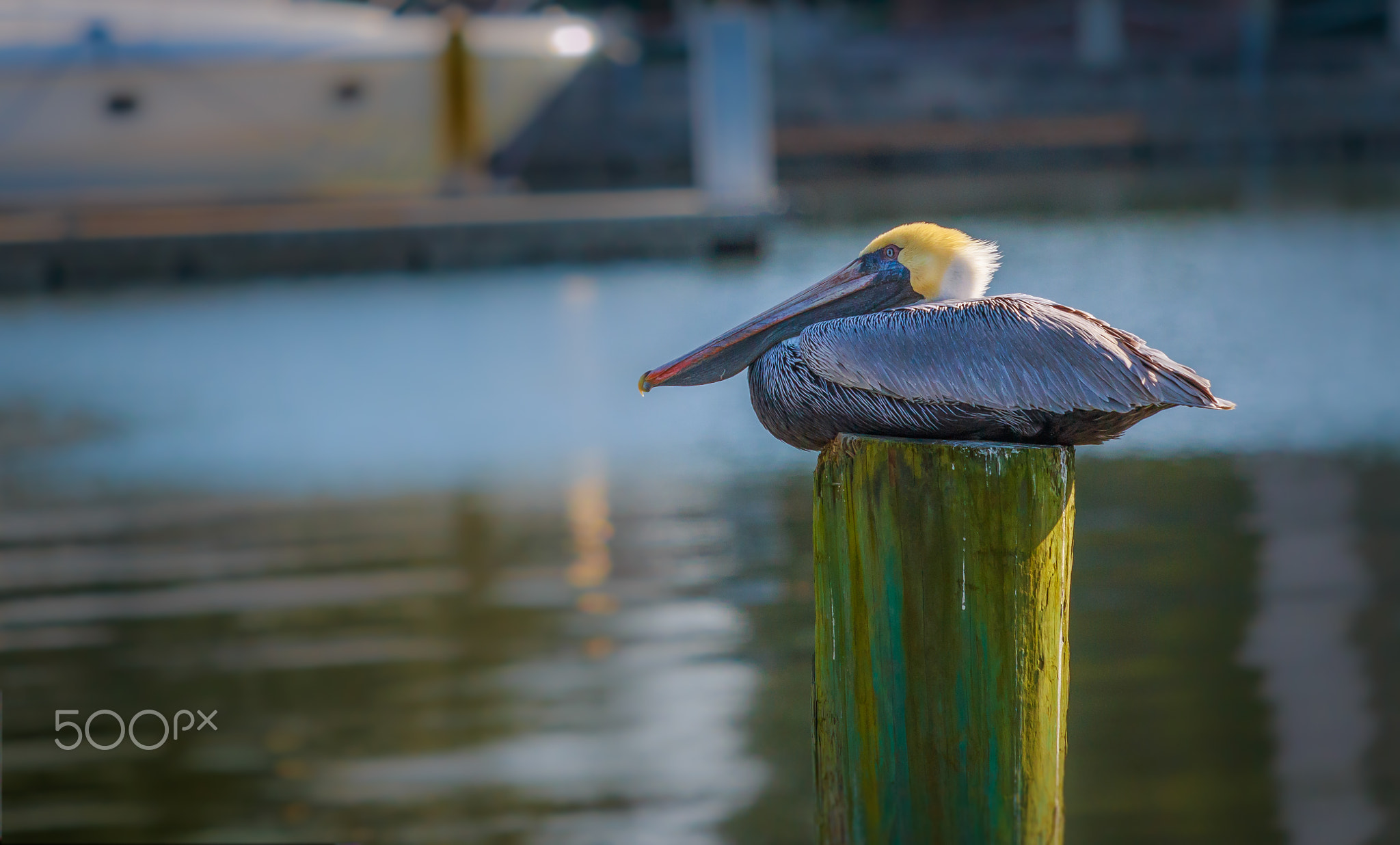 Sea Bird