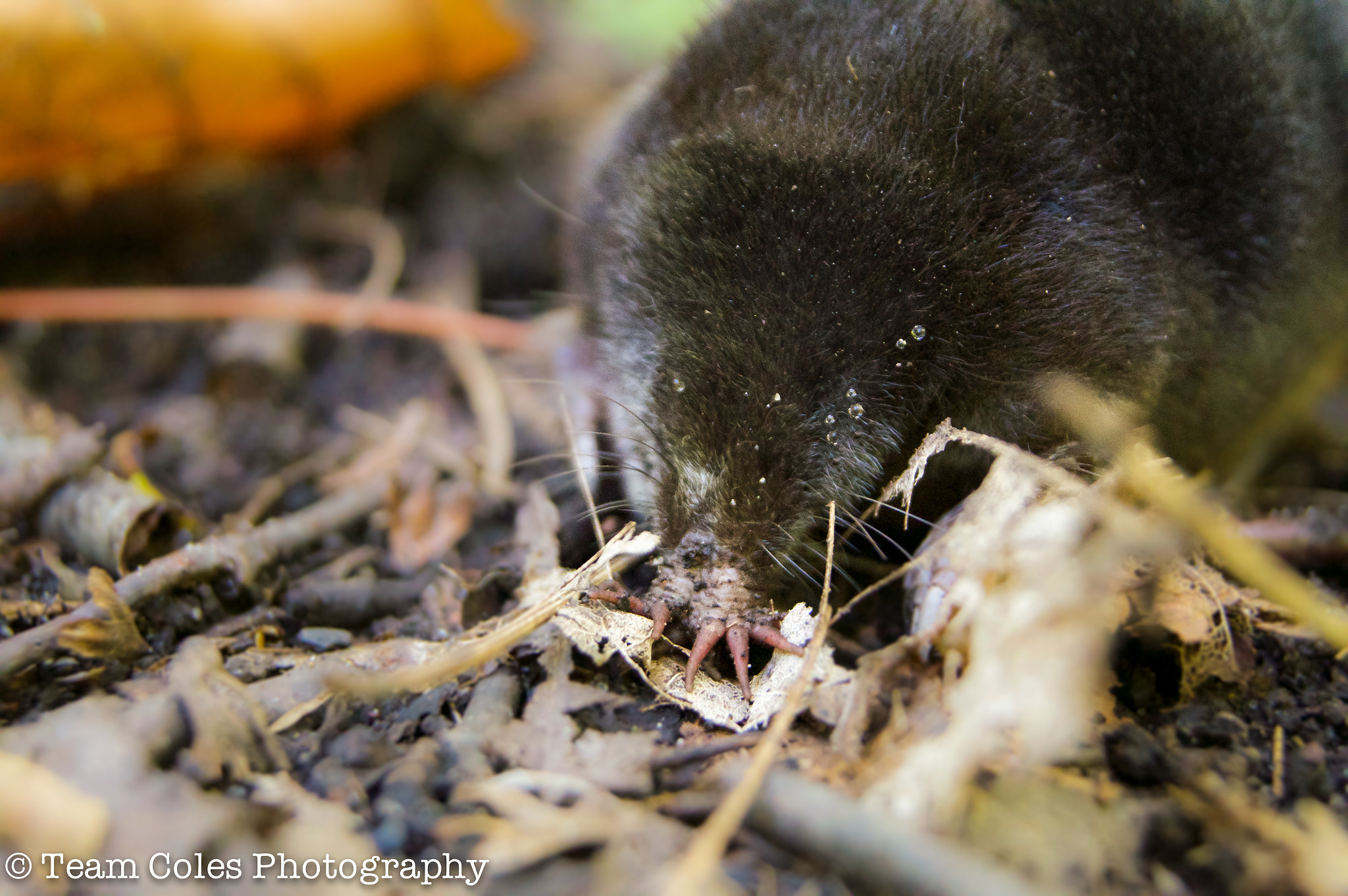 Sony DT 18-55mm F3.5-5.6 SAM II sample photo. Star nose mole photography