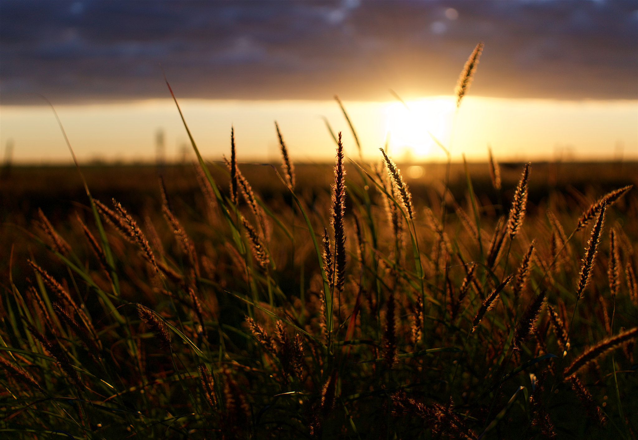 Sony a5100 + Sigma 30mm F2.8 EX DN sample photo. Sun rise photography