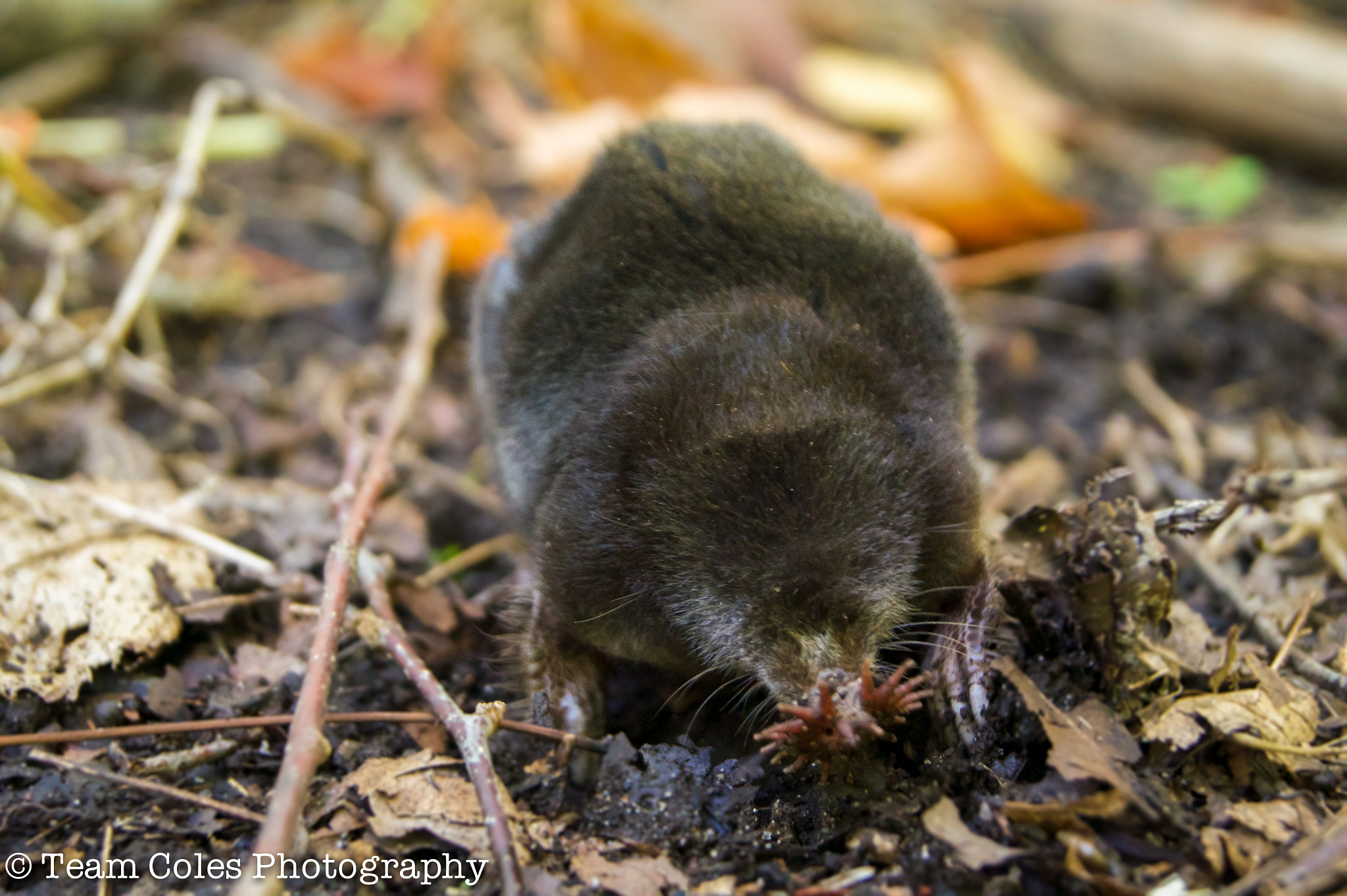 Sony DT 18-55mm F3.5-5.6 SAM II sample photo. Star nose mole photography