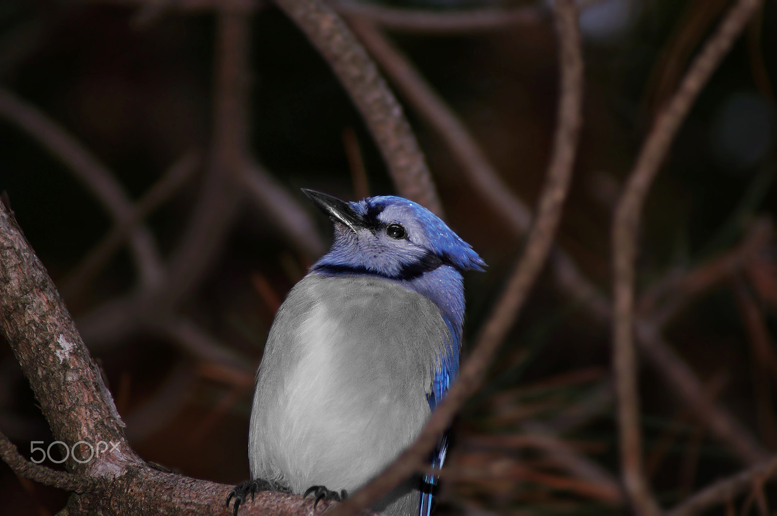 Sony 75-300mm F4.5-5.6 sample photo. Midnight blue photography