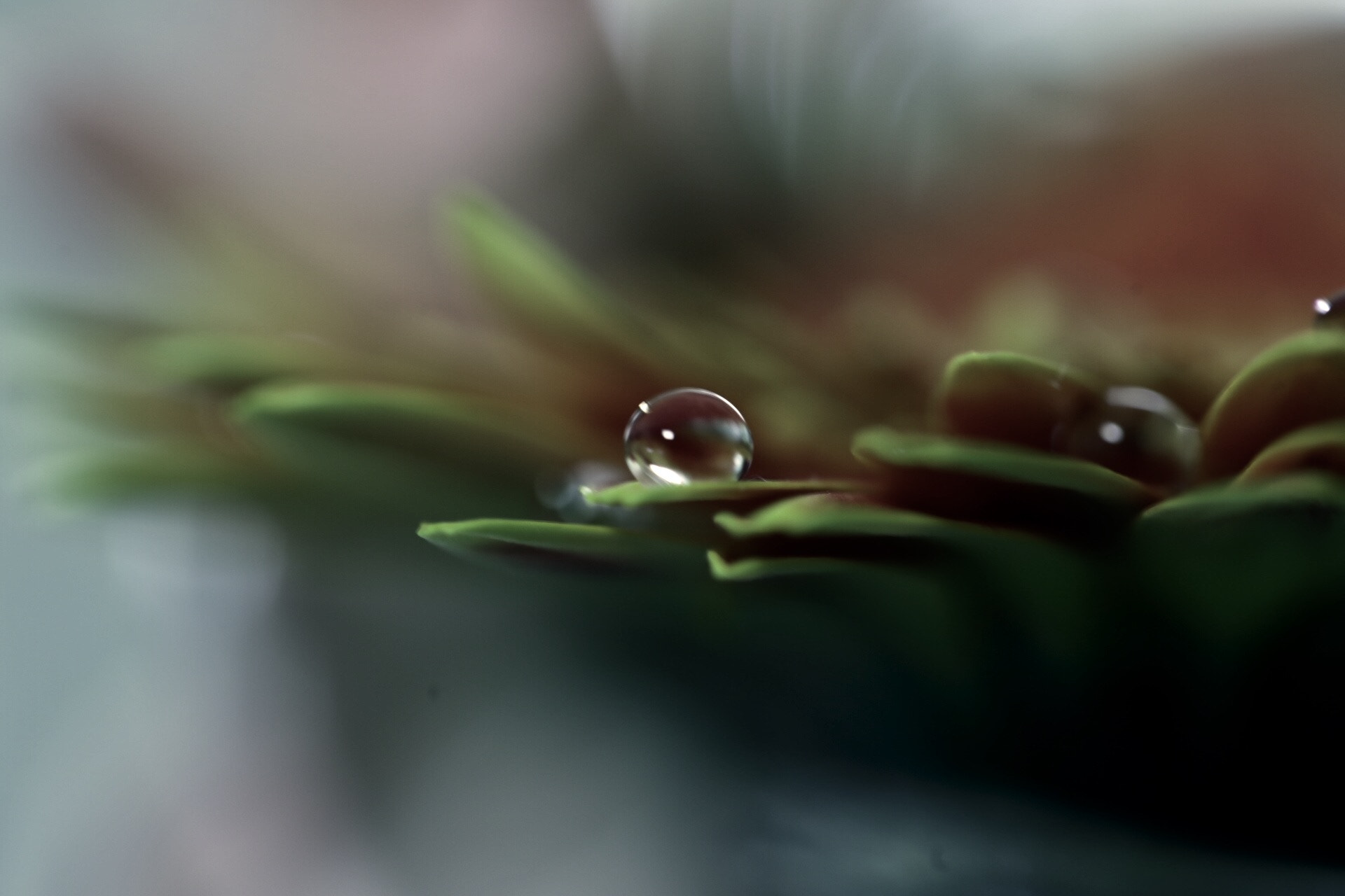 Canon EOS 6D + Canon EF 100mm F2.8L Macro IS USM sample photo. Drop photography
