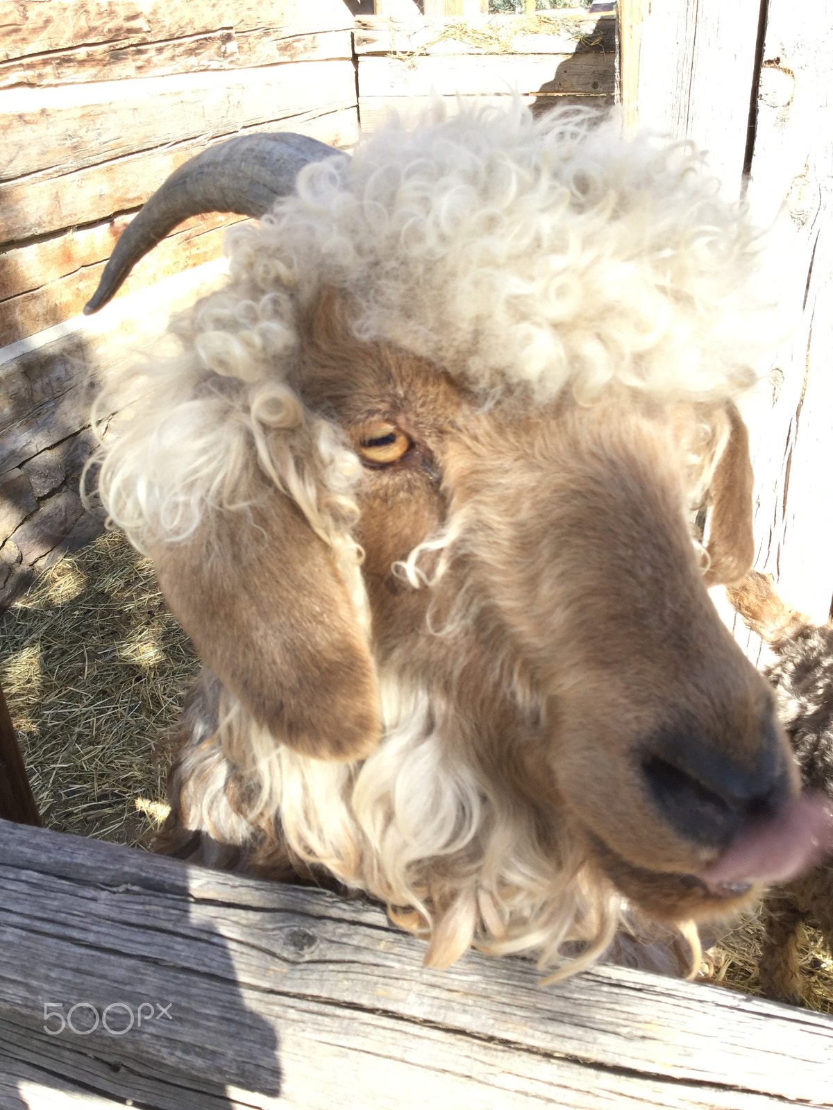 Apple iPad5,3 sample photo. I've got your goat photography