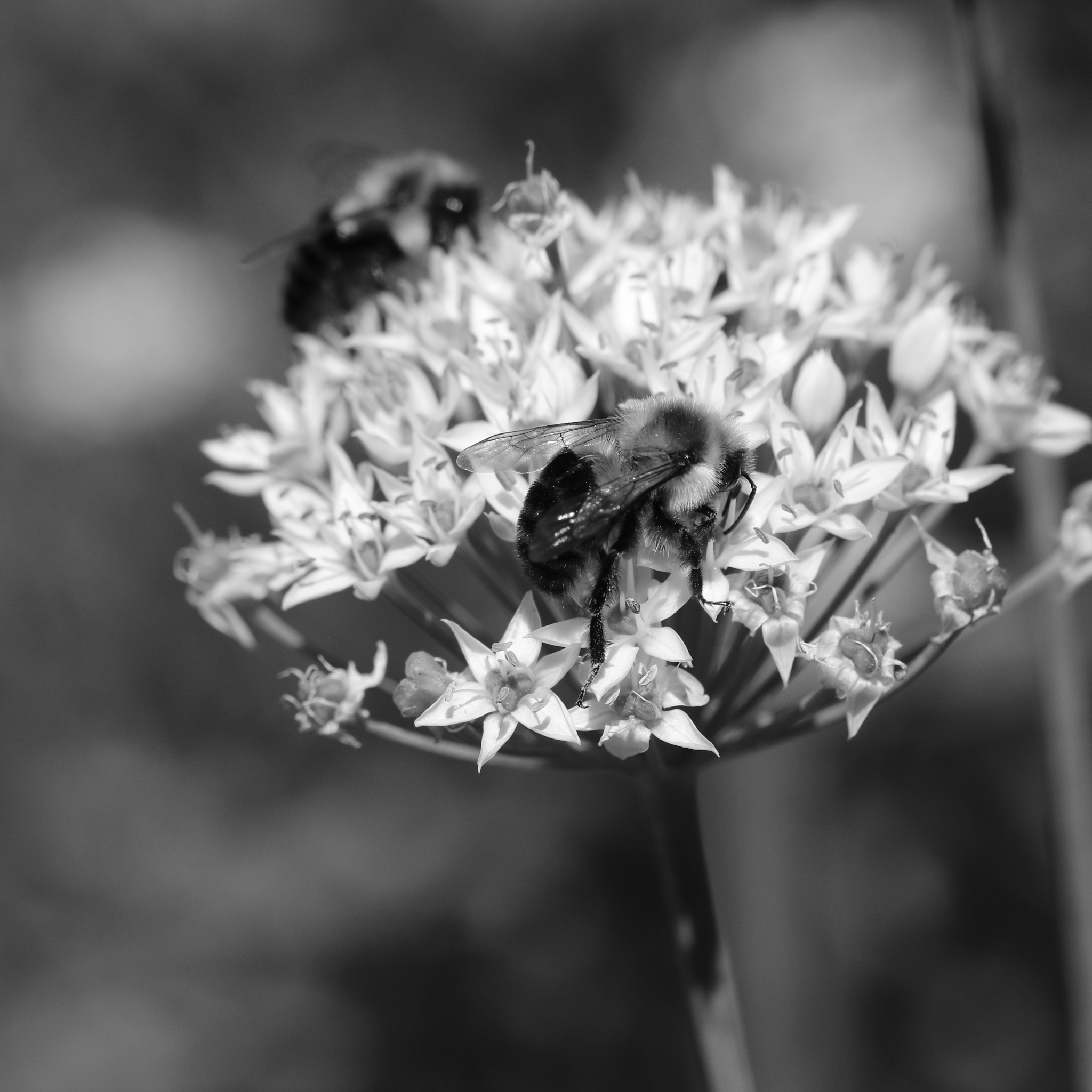 Canon EOS M3 sample photo. Bumble chives photography