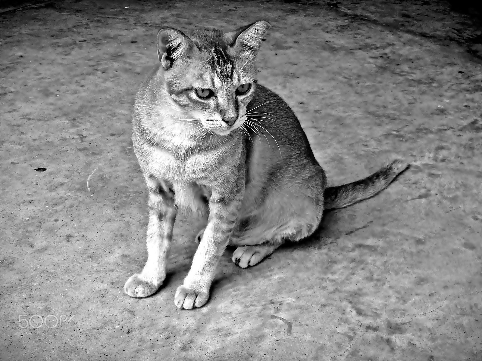 Nikon Coolpix S1200pj sample photo. A cat story ( animal photography, new series !) photography