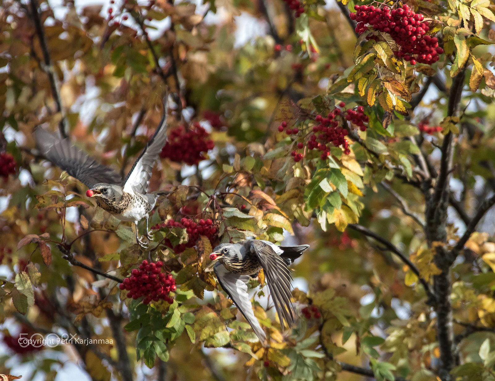 Canon EOS 7D Mark II + Canon EF 300mm f/2.8L + 1.4x sample photo. Double flight photography