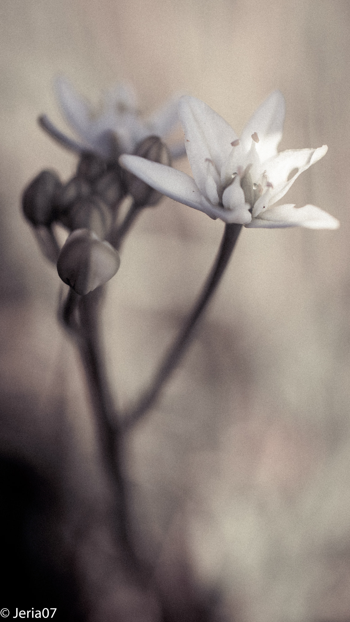Sigma 50mm F1.4 EX DG HSM sample photo. Flower photography