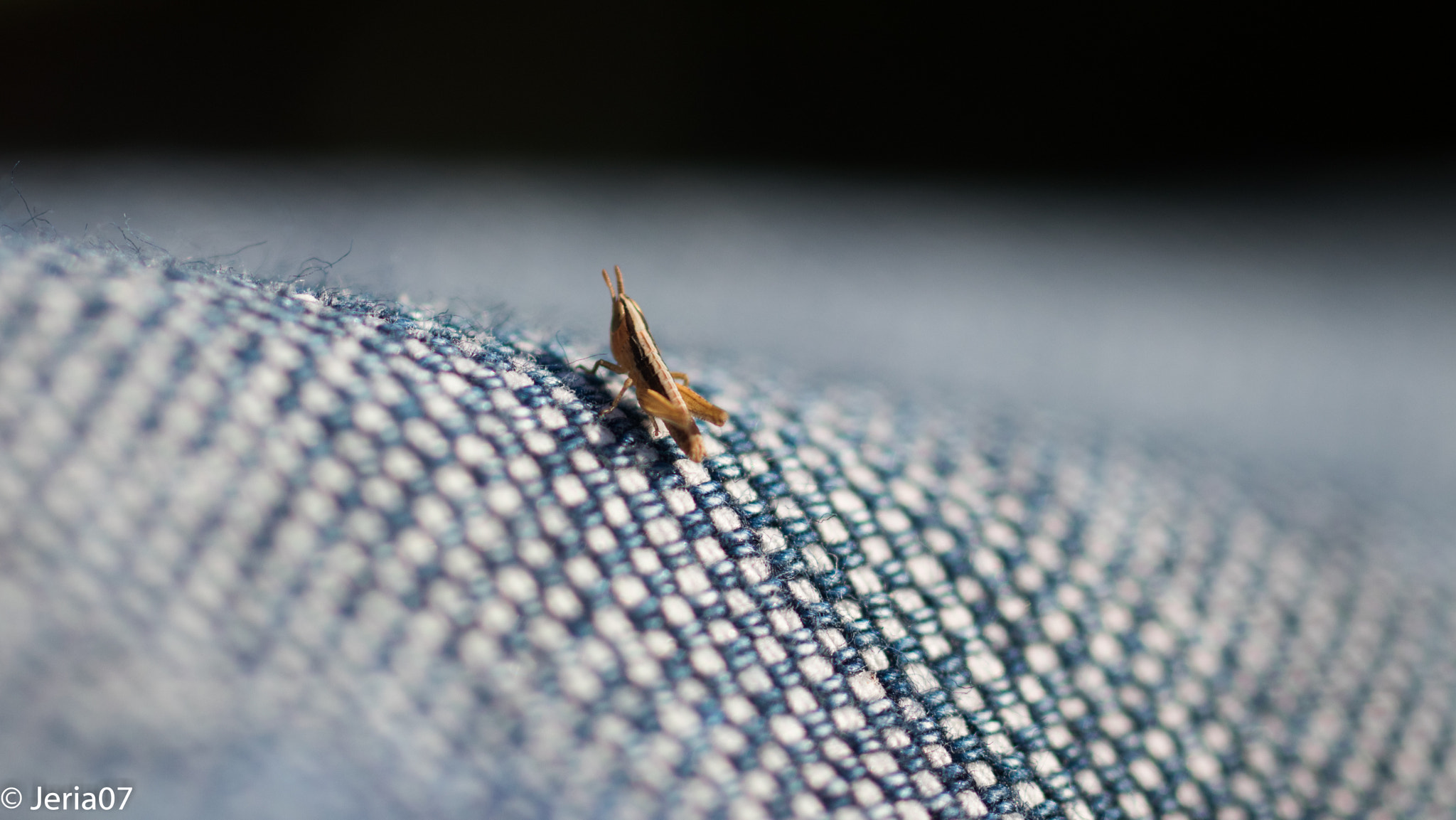 Sigma 50mm F1.4 EX DG HSM sample photo. Ultra little cricket photography