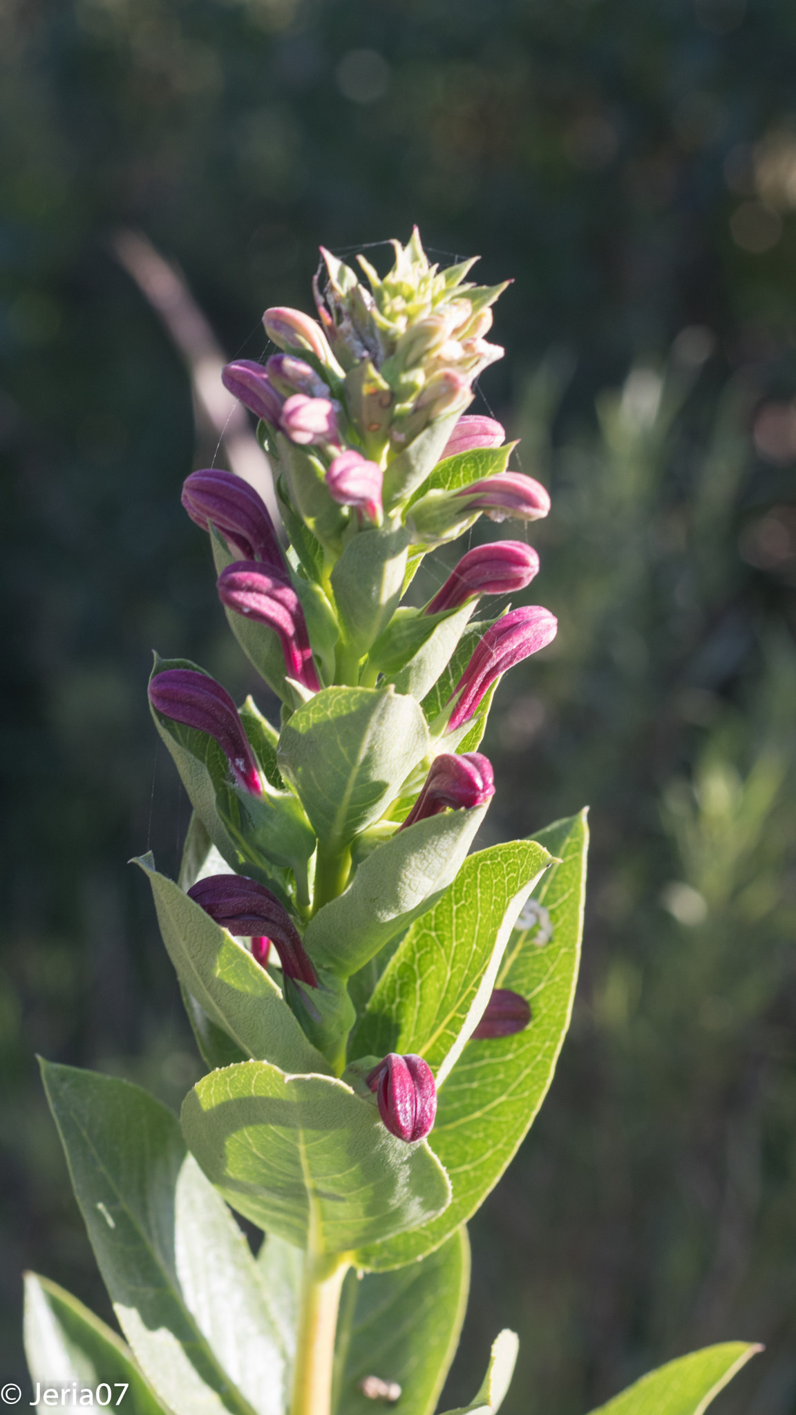 Sigma 50mm F1.4 EX DG HSM sample photo. Flor de cerro photography