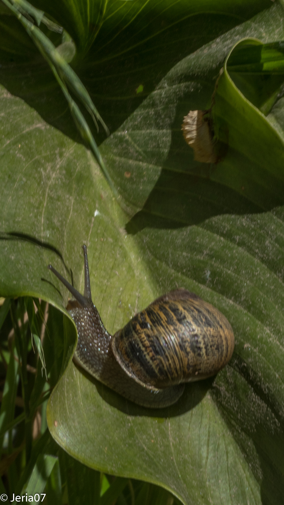 Sigma 50mm F1.4 EX DG HSM sample photo. Snail photography