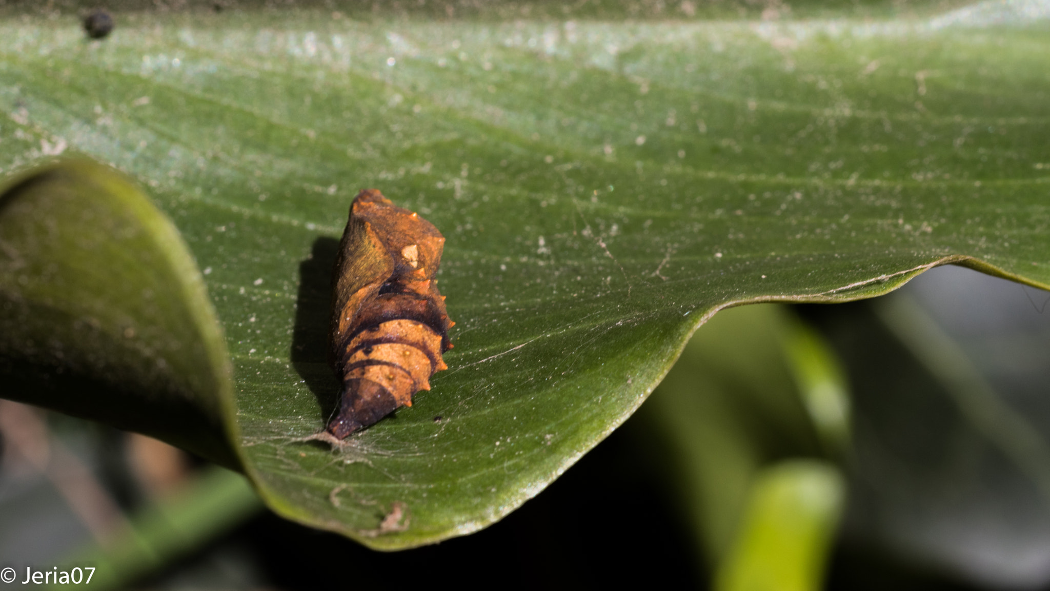 Sigma 50mm F1.4 EX DG HSM sample photo. Cocoon photography