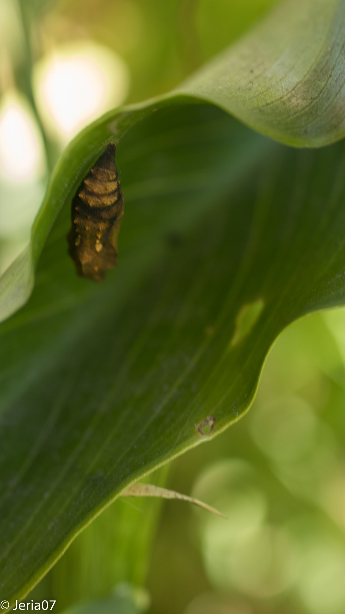 Sigma 50mm F1.4 EX DG HSM sample photo. Sleeping cocoon photography